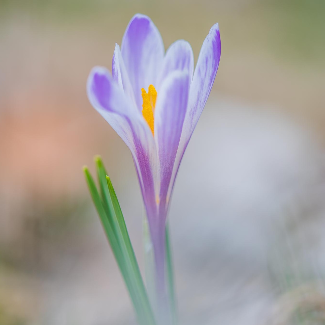 Crocus