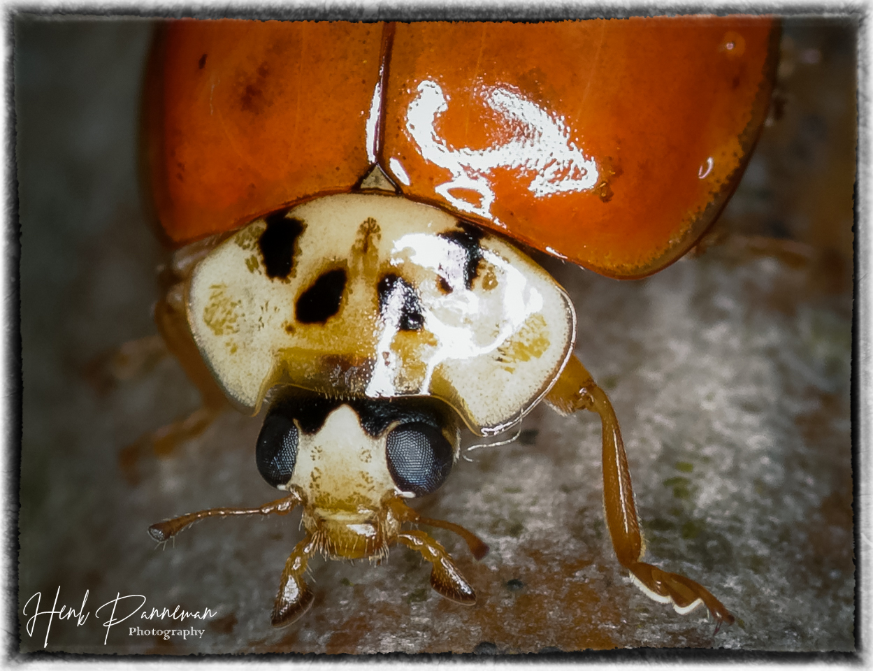 Piccolo nicerulebeast