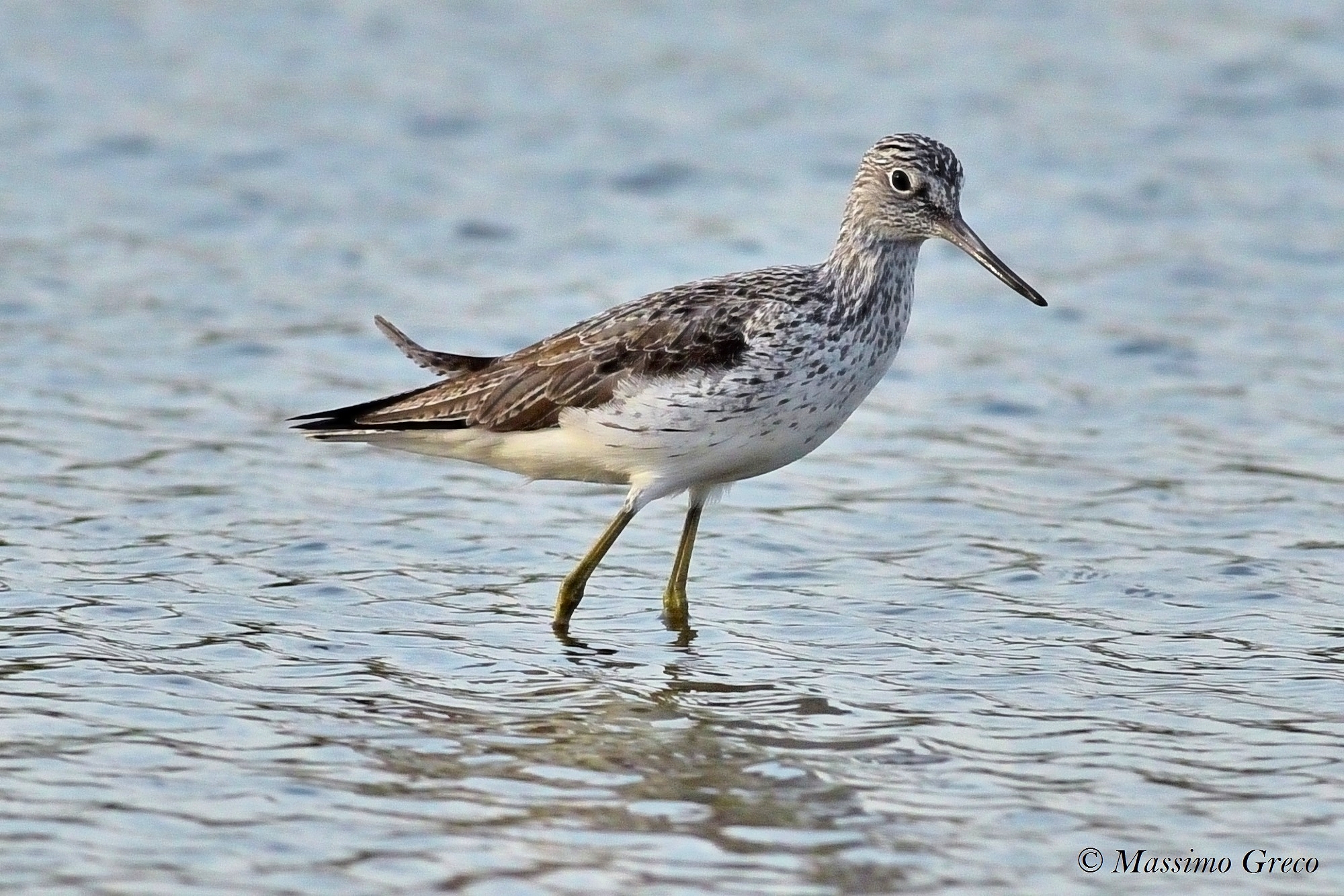Pantana (Tringa Nebularia)