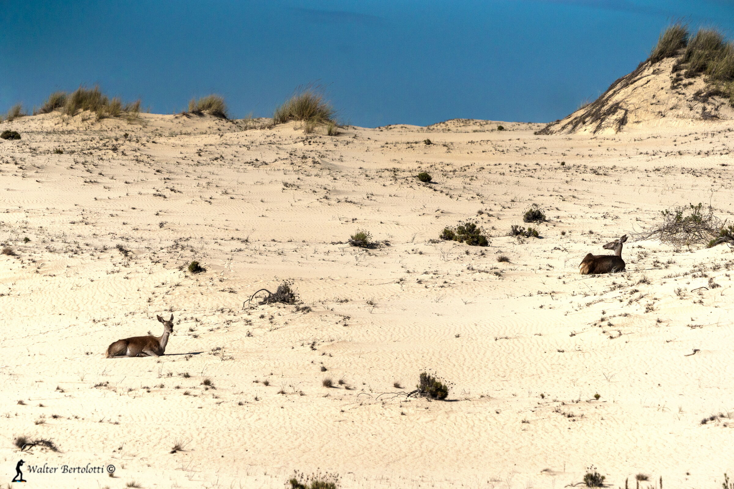 The deer and the dunes of Donana