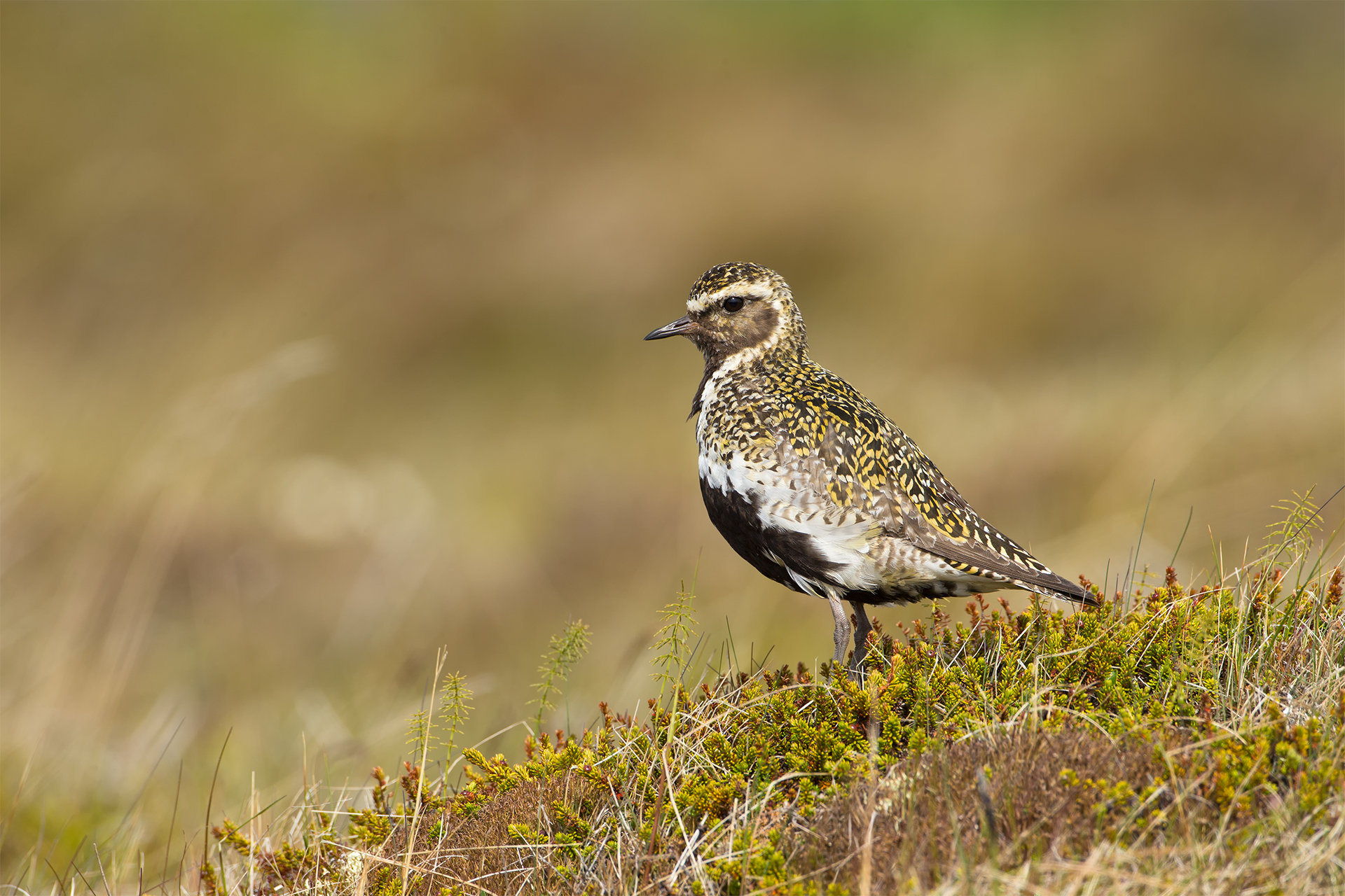 Pluvialis apricaria (Plover d'oro europeo)