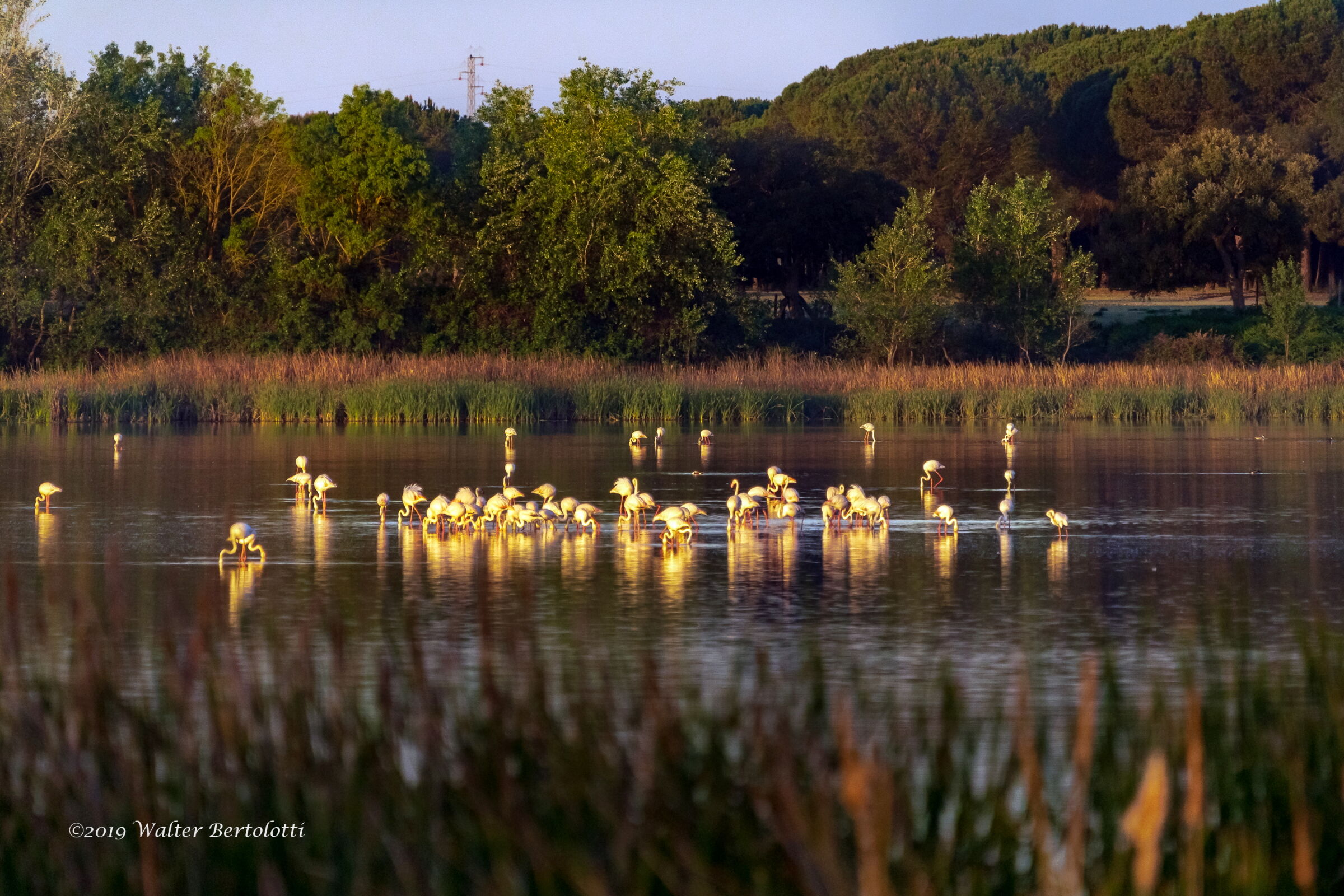 Golden Hour on the lagoon
