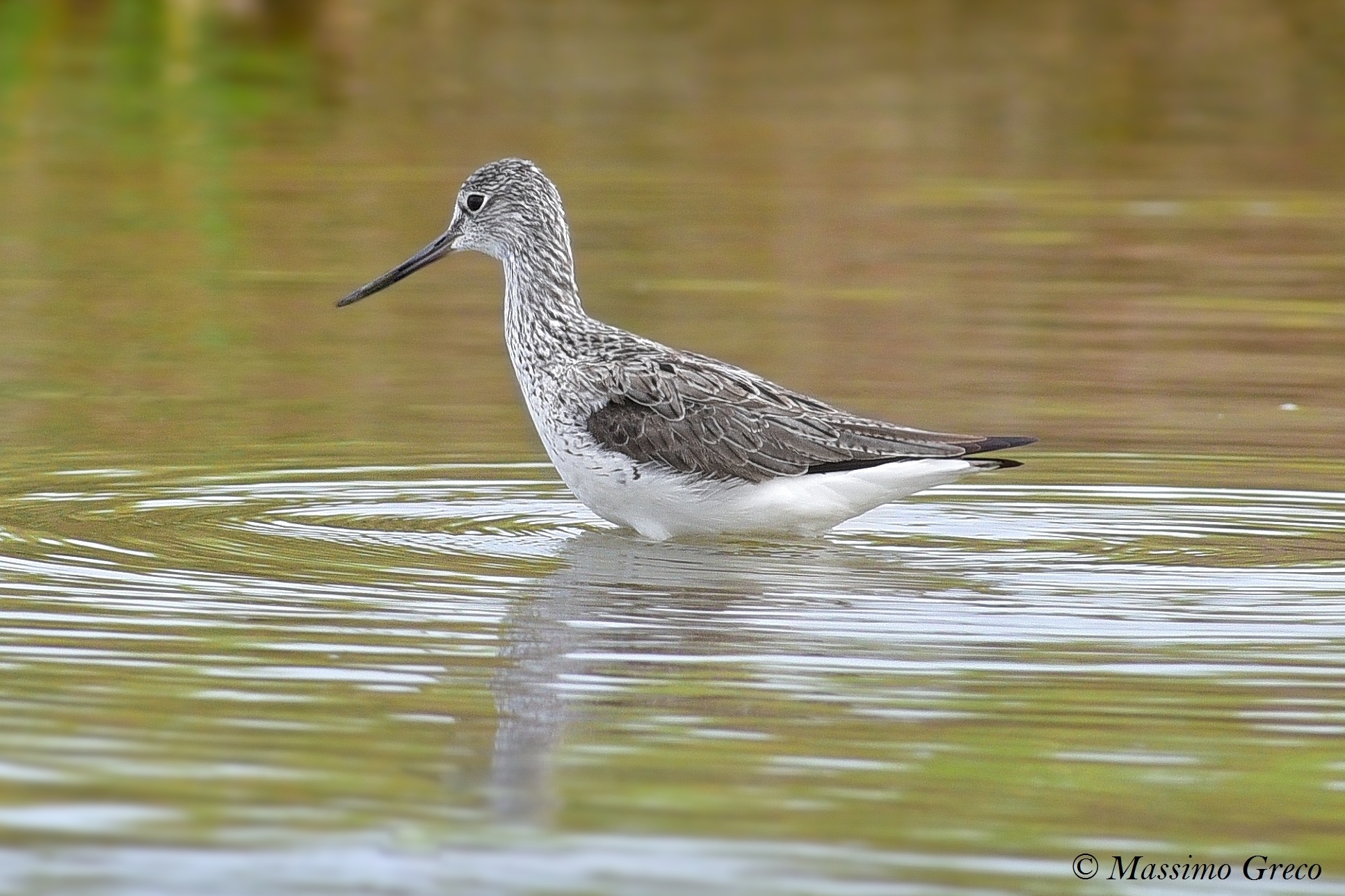 Pantana (Tringa Nebularia)