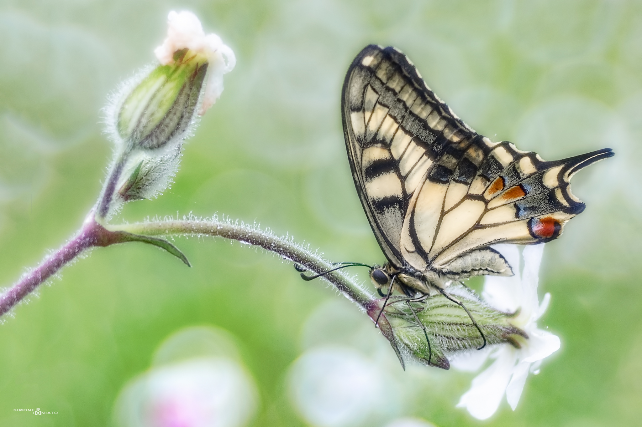 Papyll Machaon