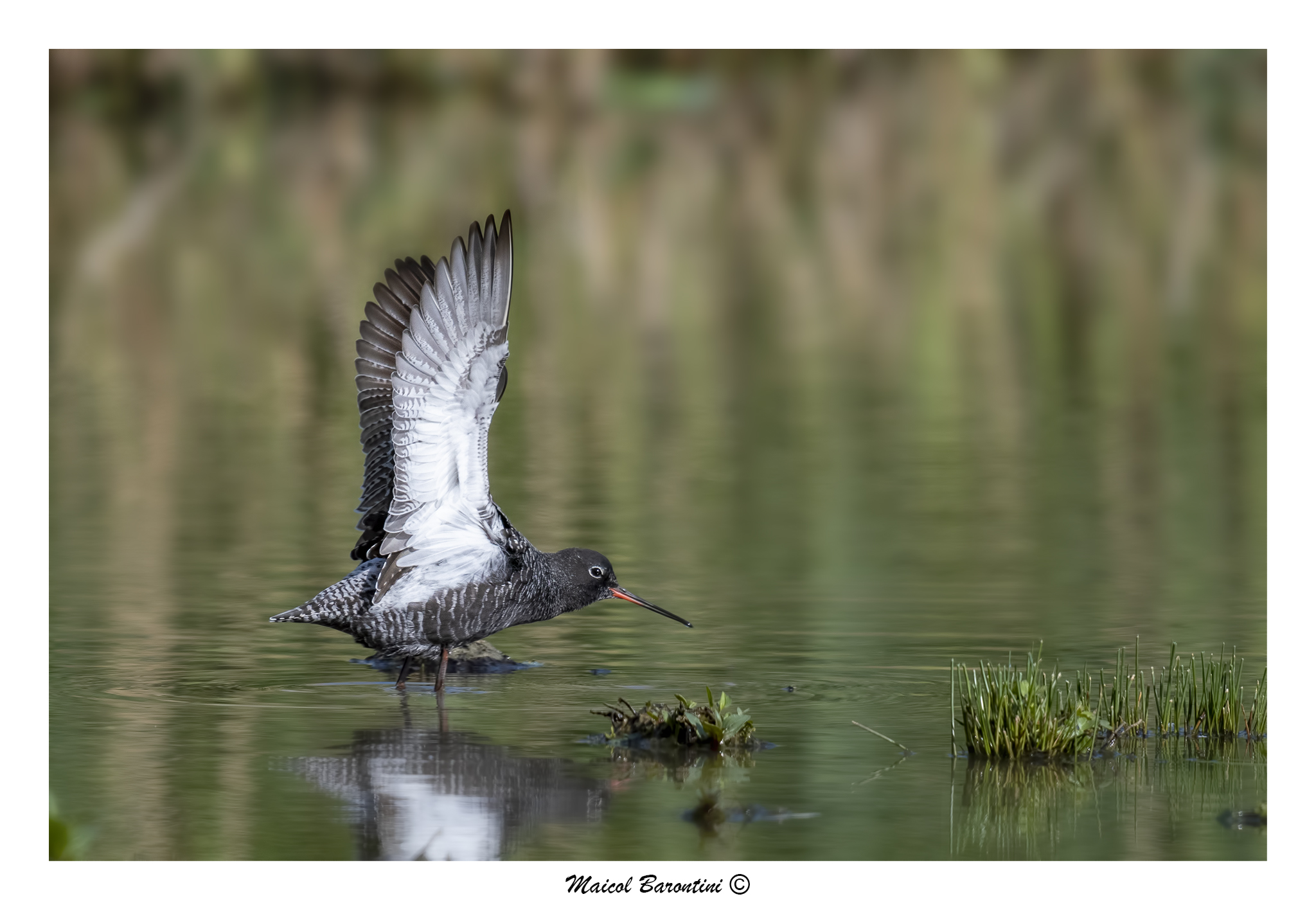 Totano moro in abito nuziale