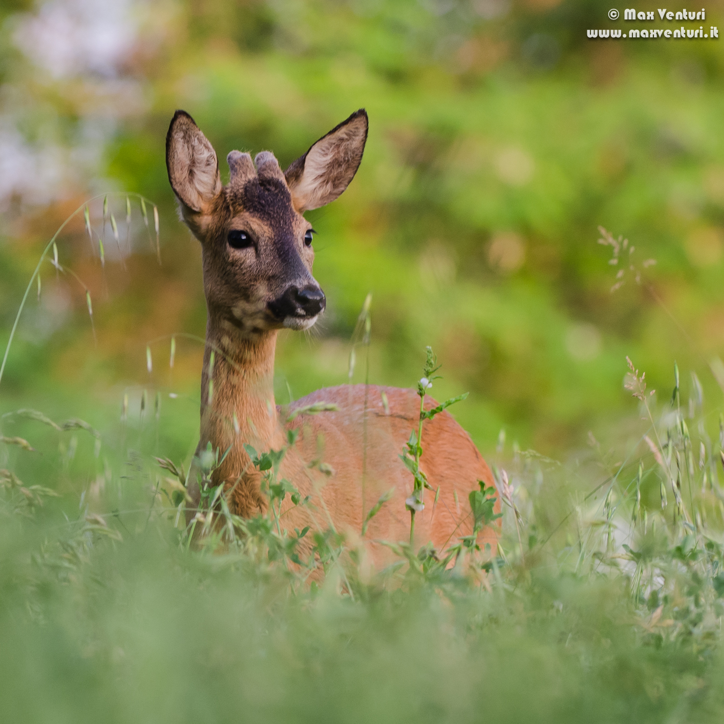 the roe of the earthquake