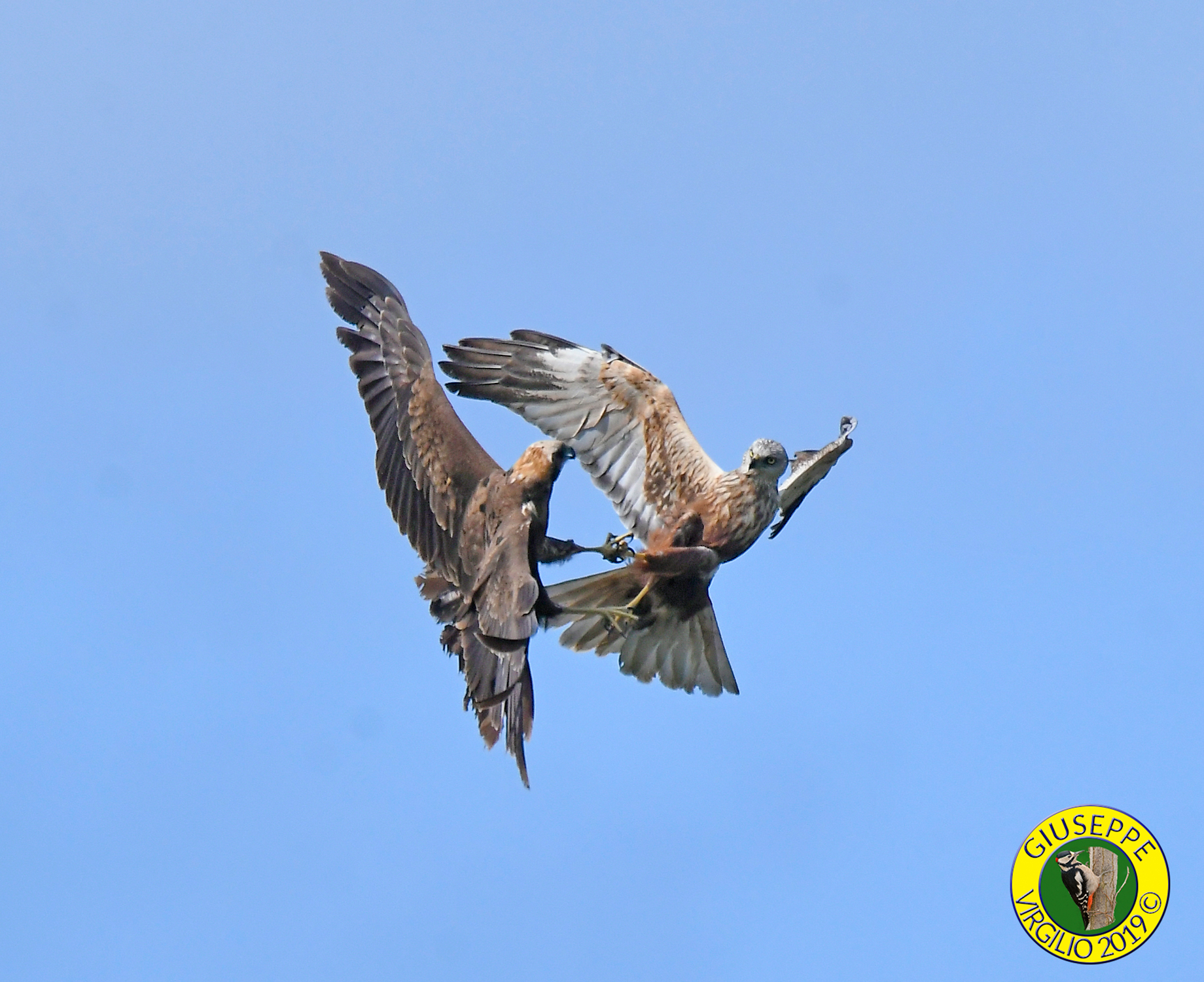 Falco Di Palude - (Nord Sardegna ) 2019