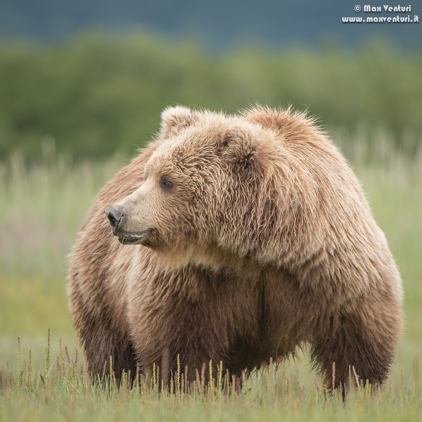 brown bear