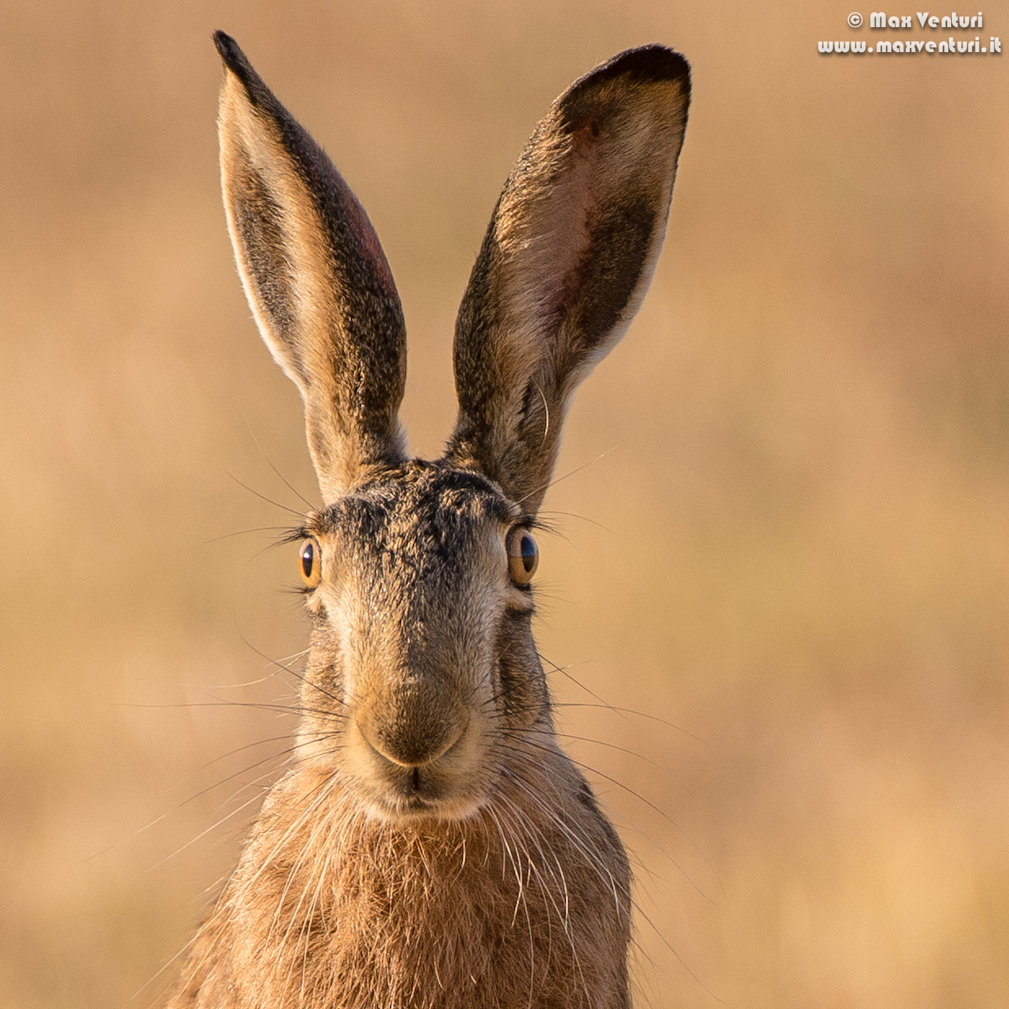 the eyes of the hare