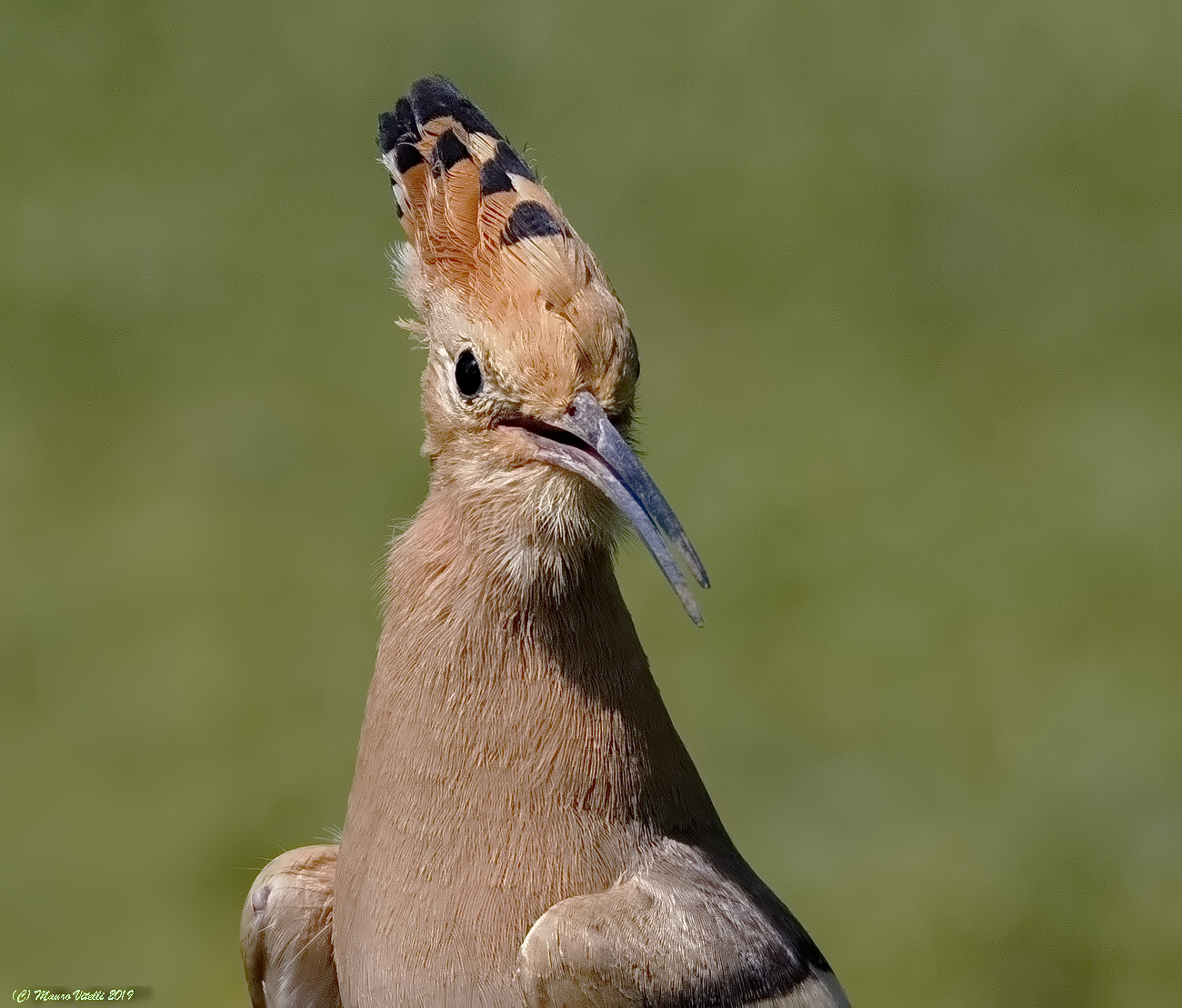 Hoopoe (Upupa epops)