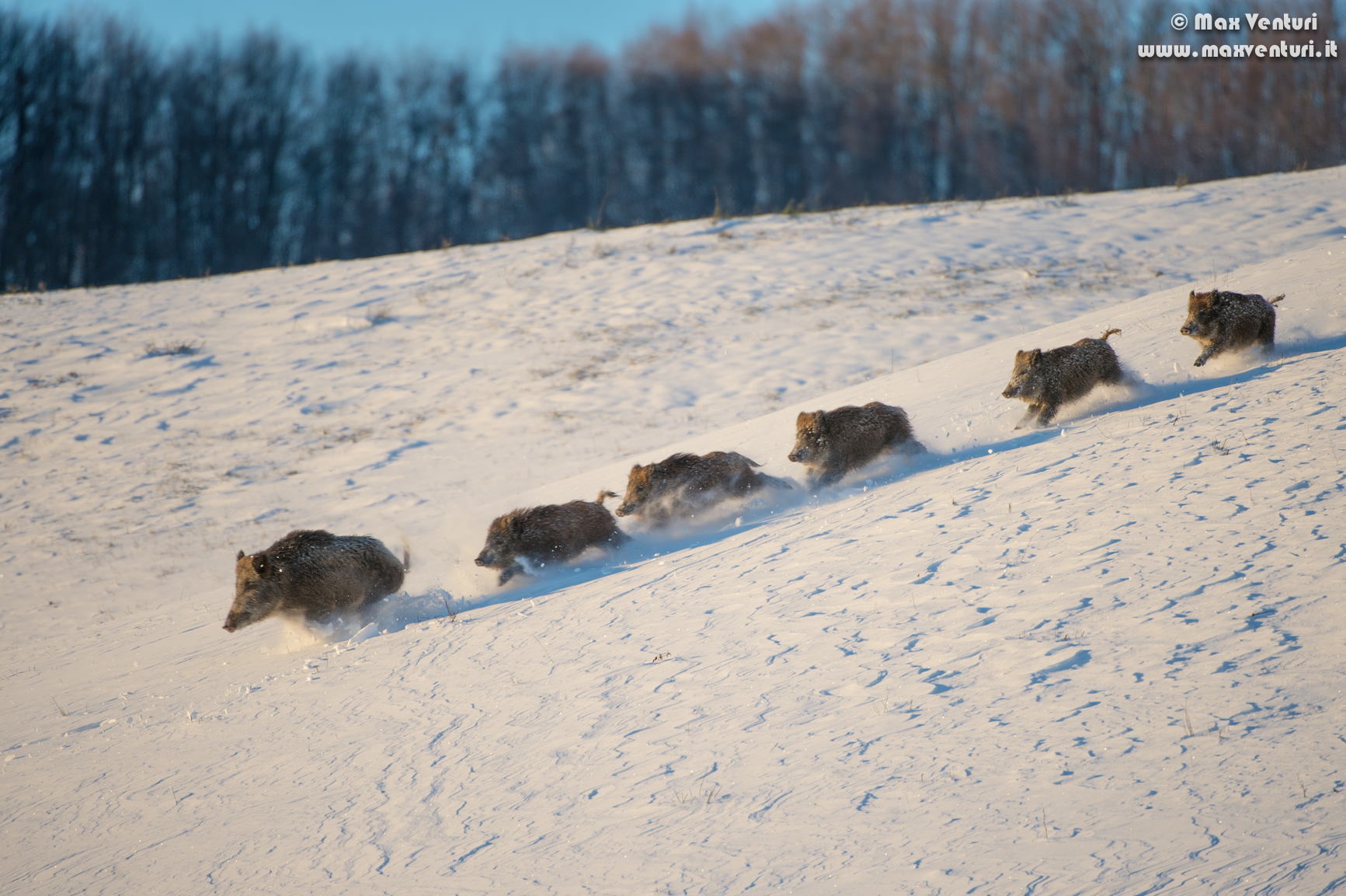 wild boar in the snow