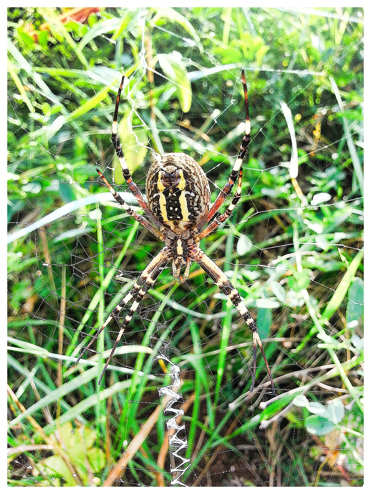 Aracne