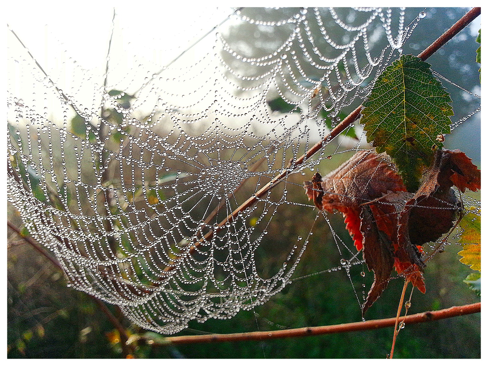 Ragnatela