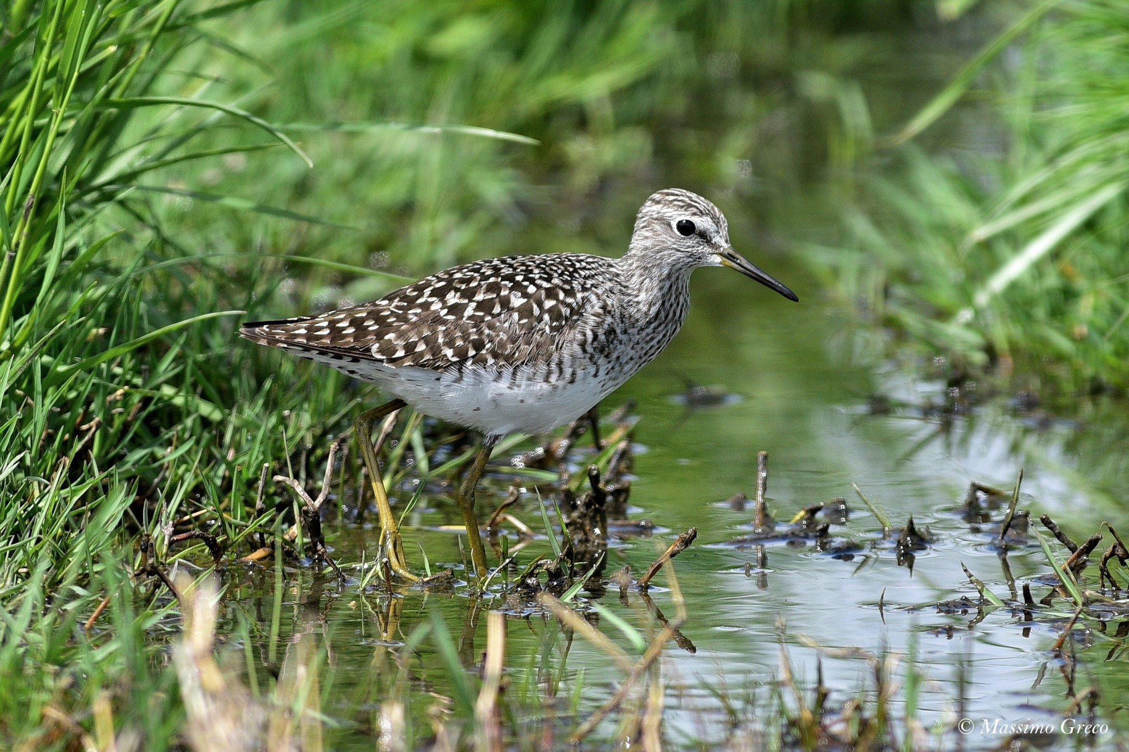 Pyro Pyro Bischereccio (Tringa glareola)
