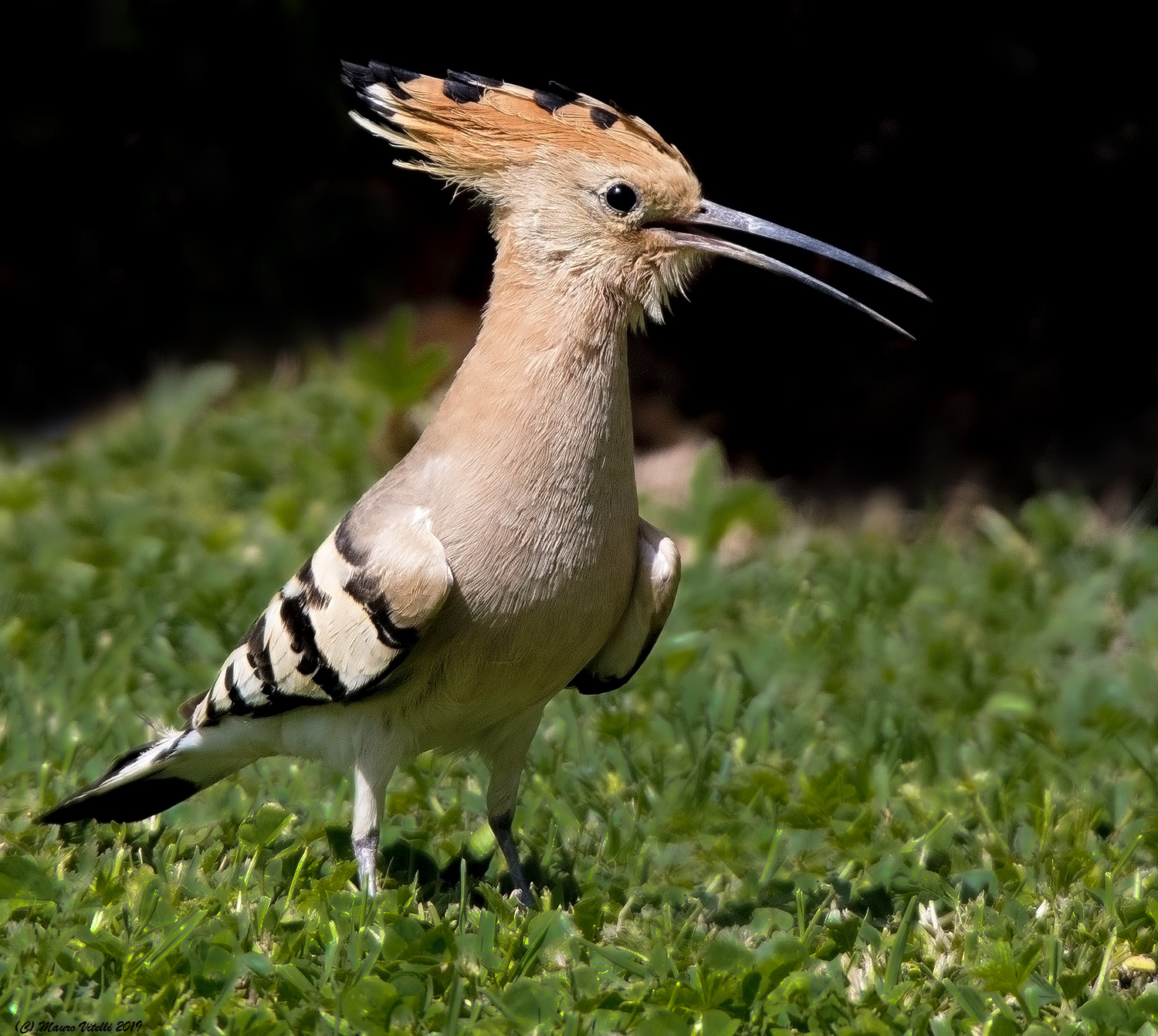 Hoopoe (Upupa epops)