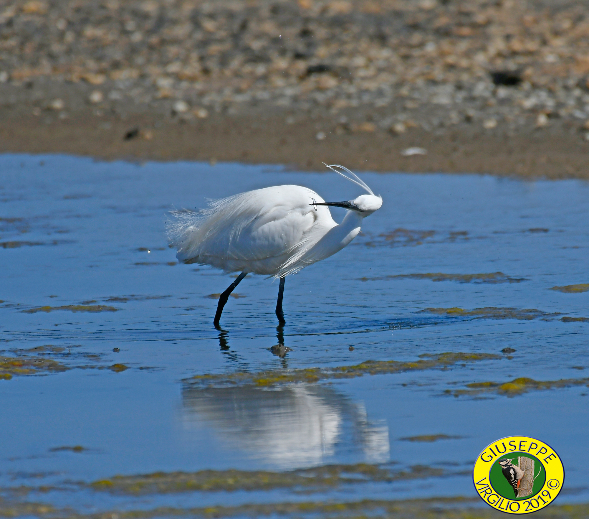 Garzetta (Nord Sardegna ) 2019