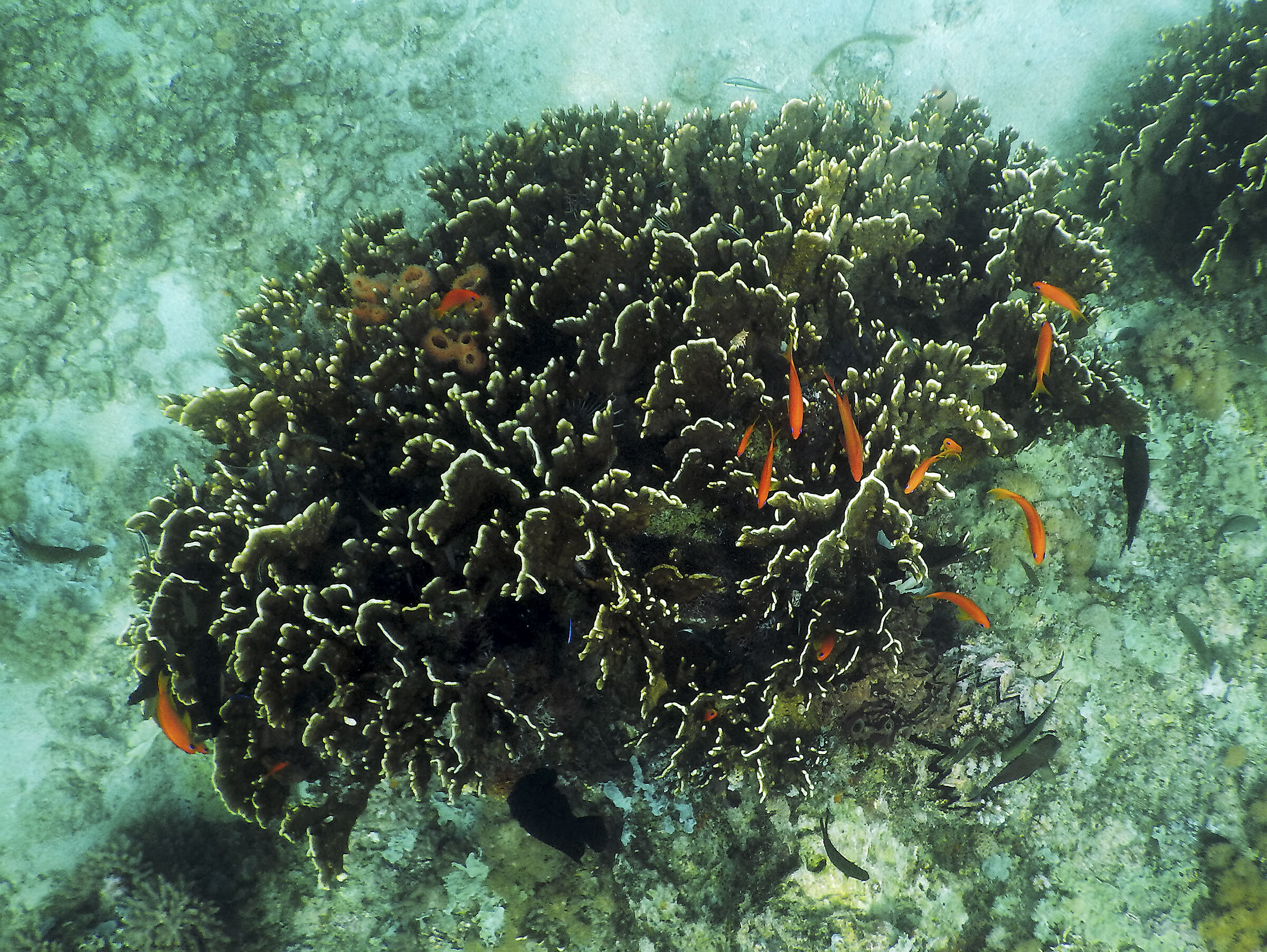 Mafia Island - Tanzania