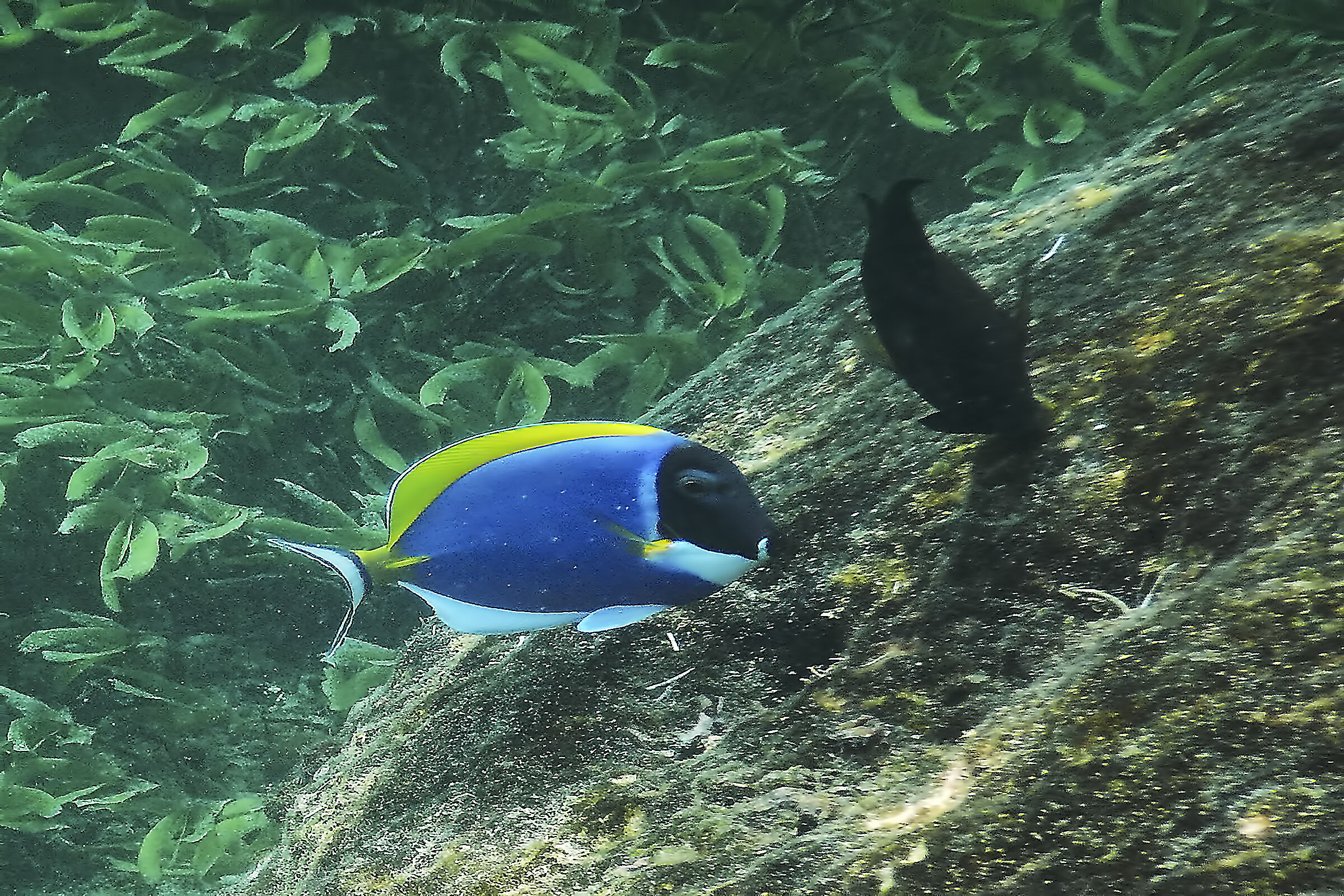 Mafia Island-Tanzania