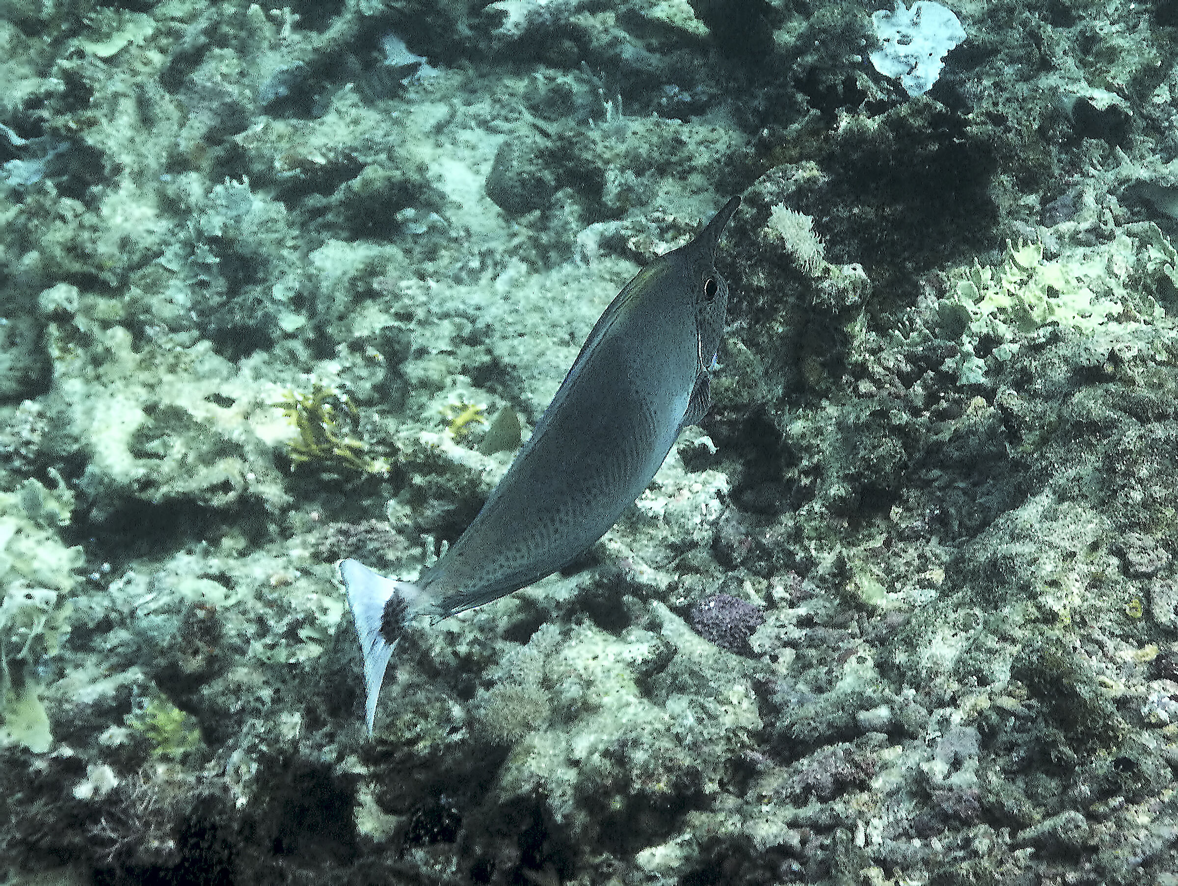 Mafia Island - Tanzania