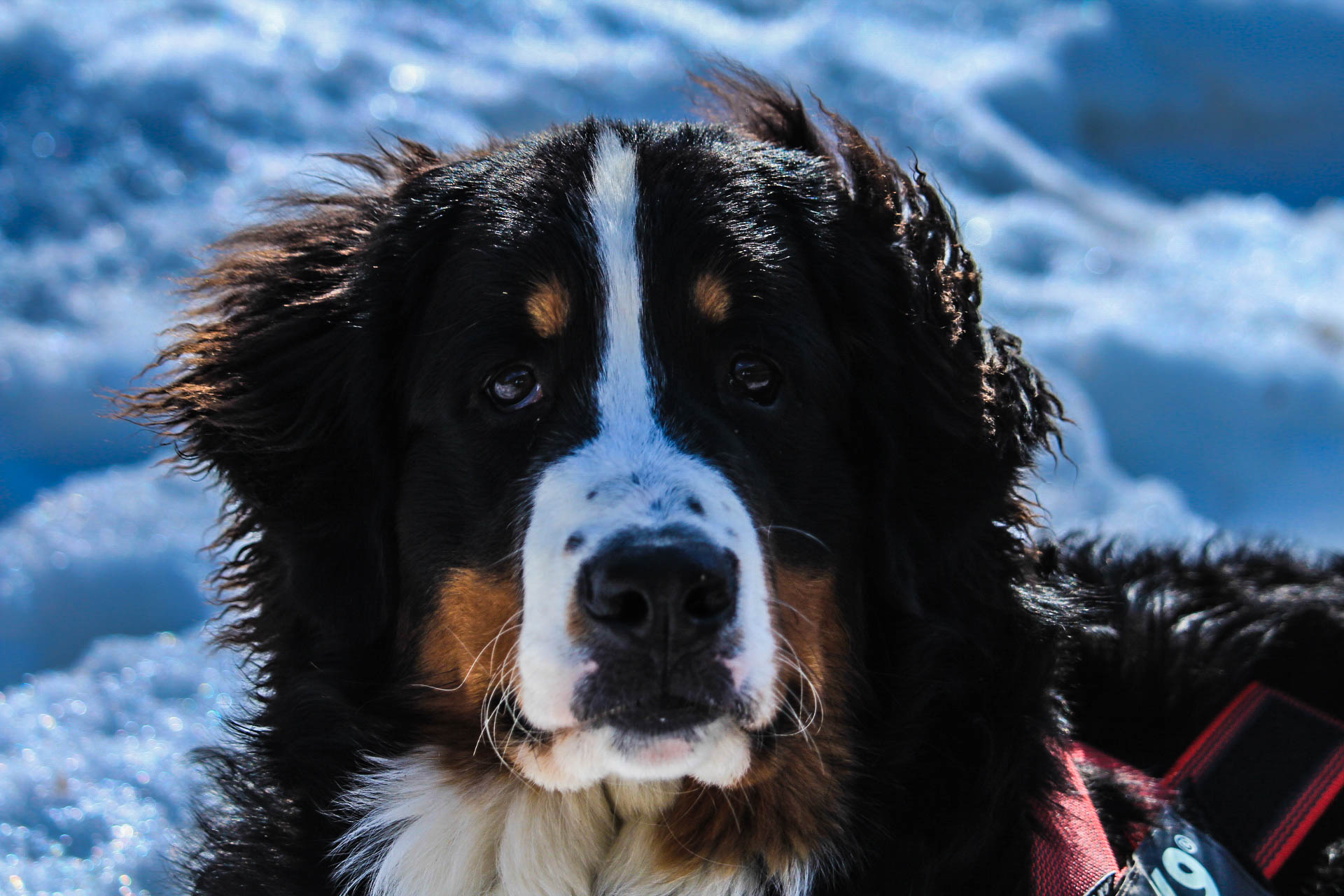 Quattro zampe all'avventura