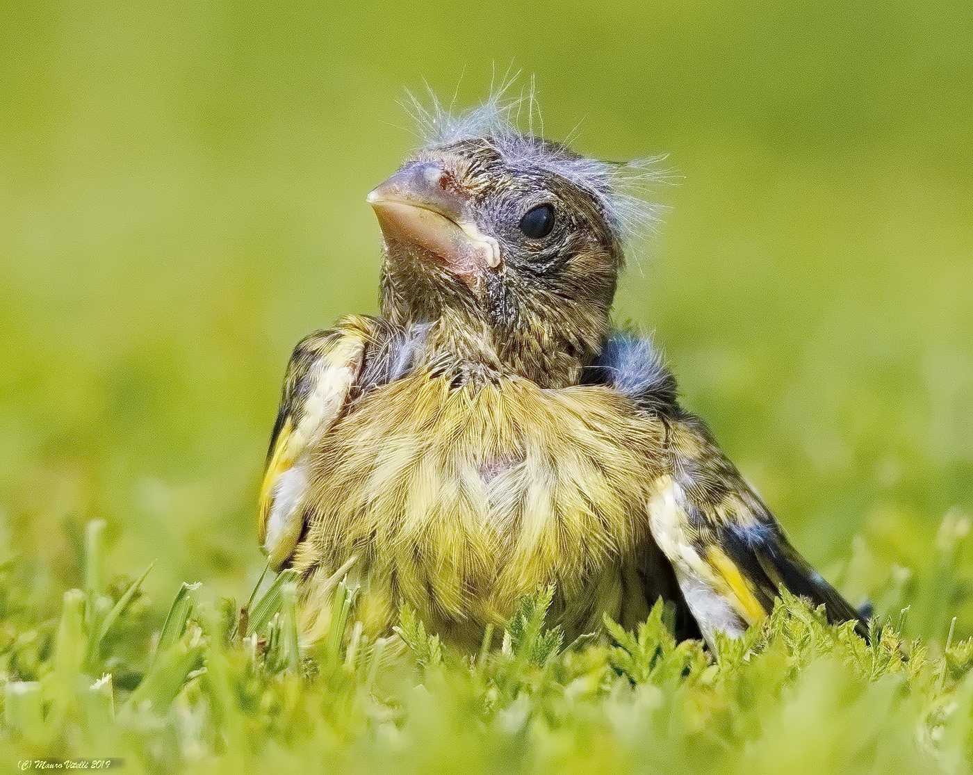 Verzellino juv (Serinus serunus)