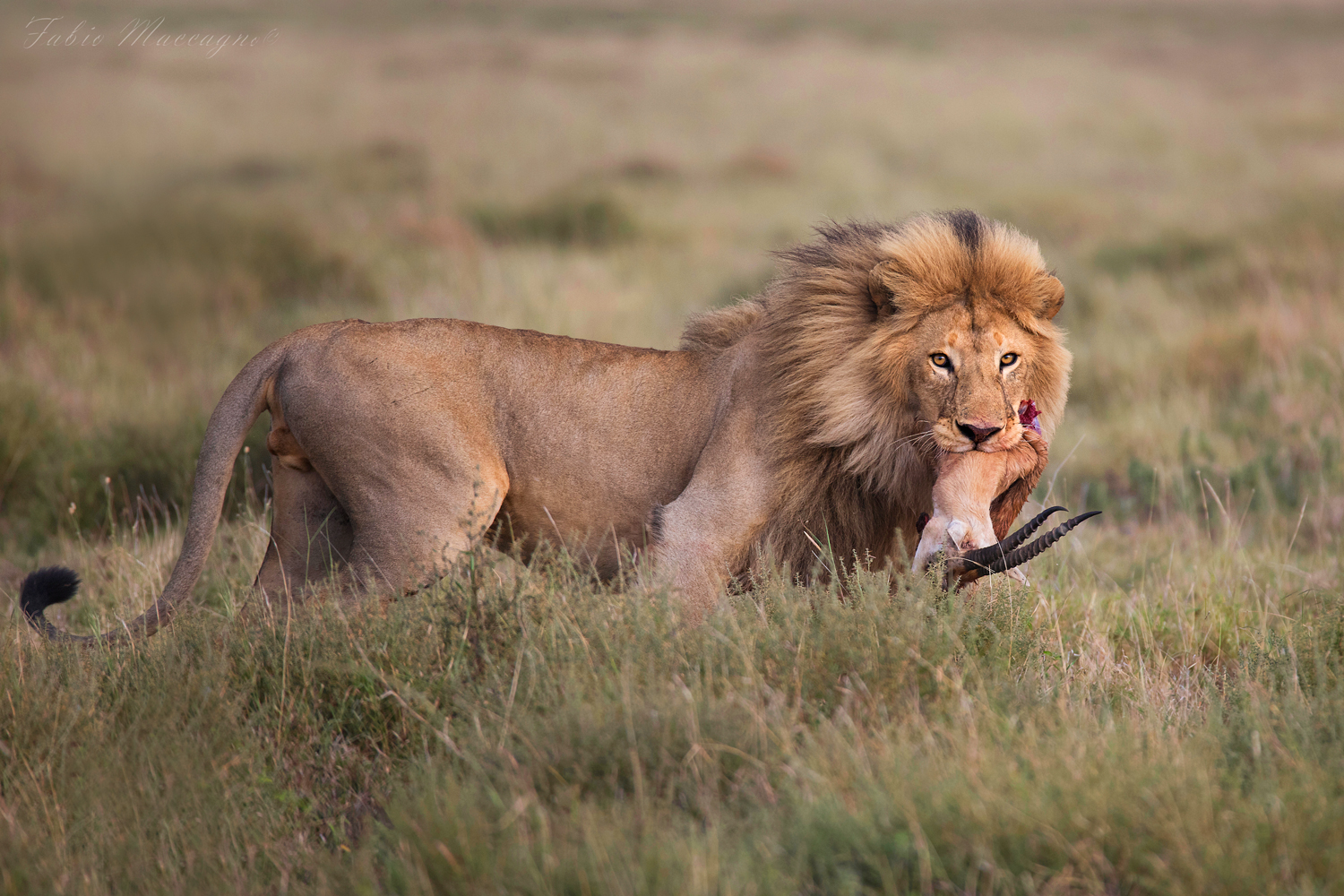 The Soul of the Savannah