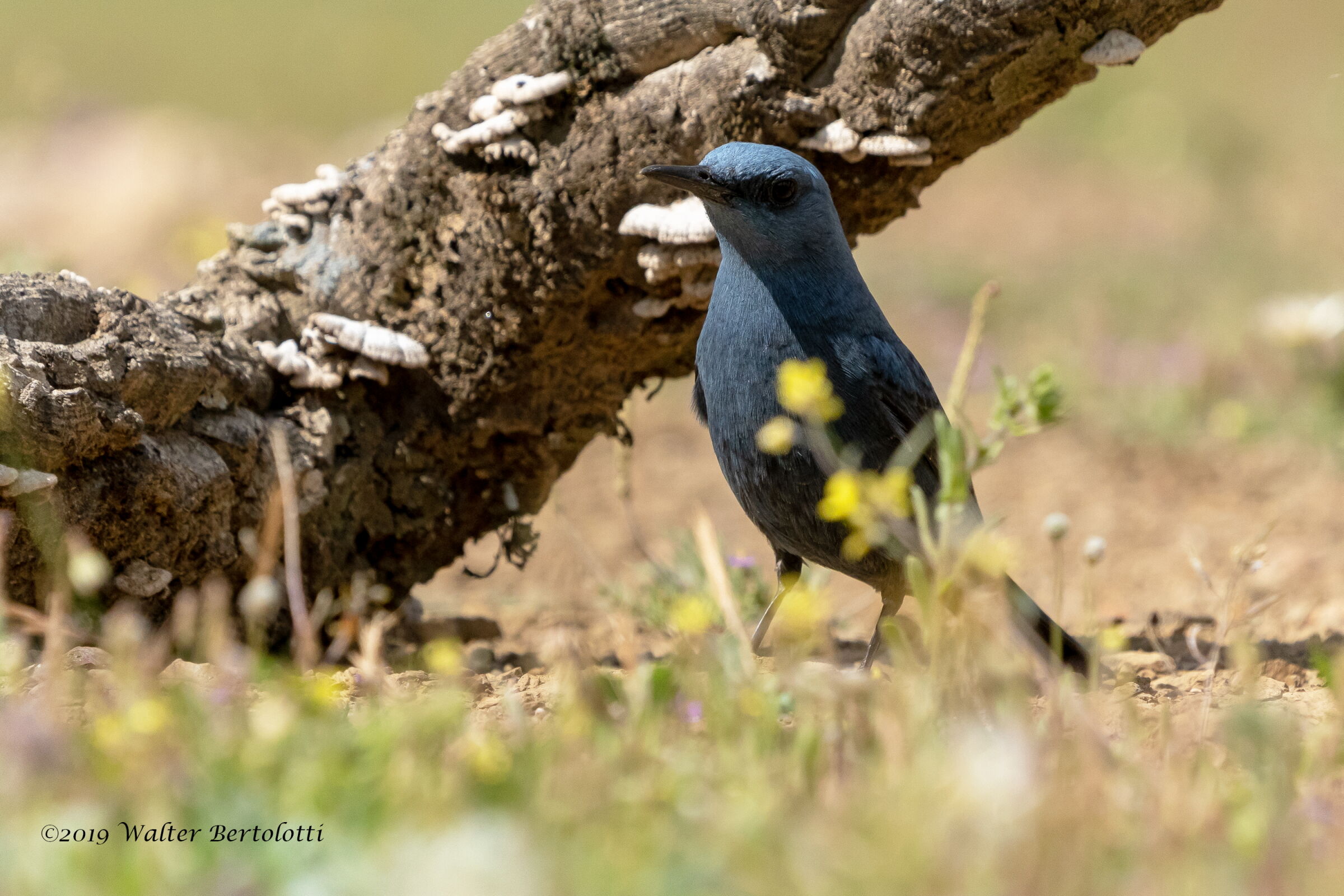 a passeggio tra i fiori