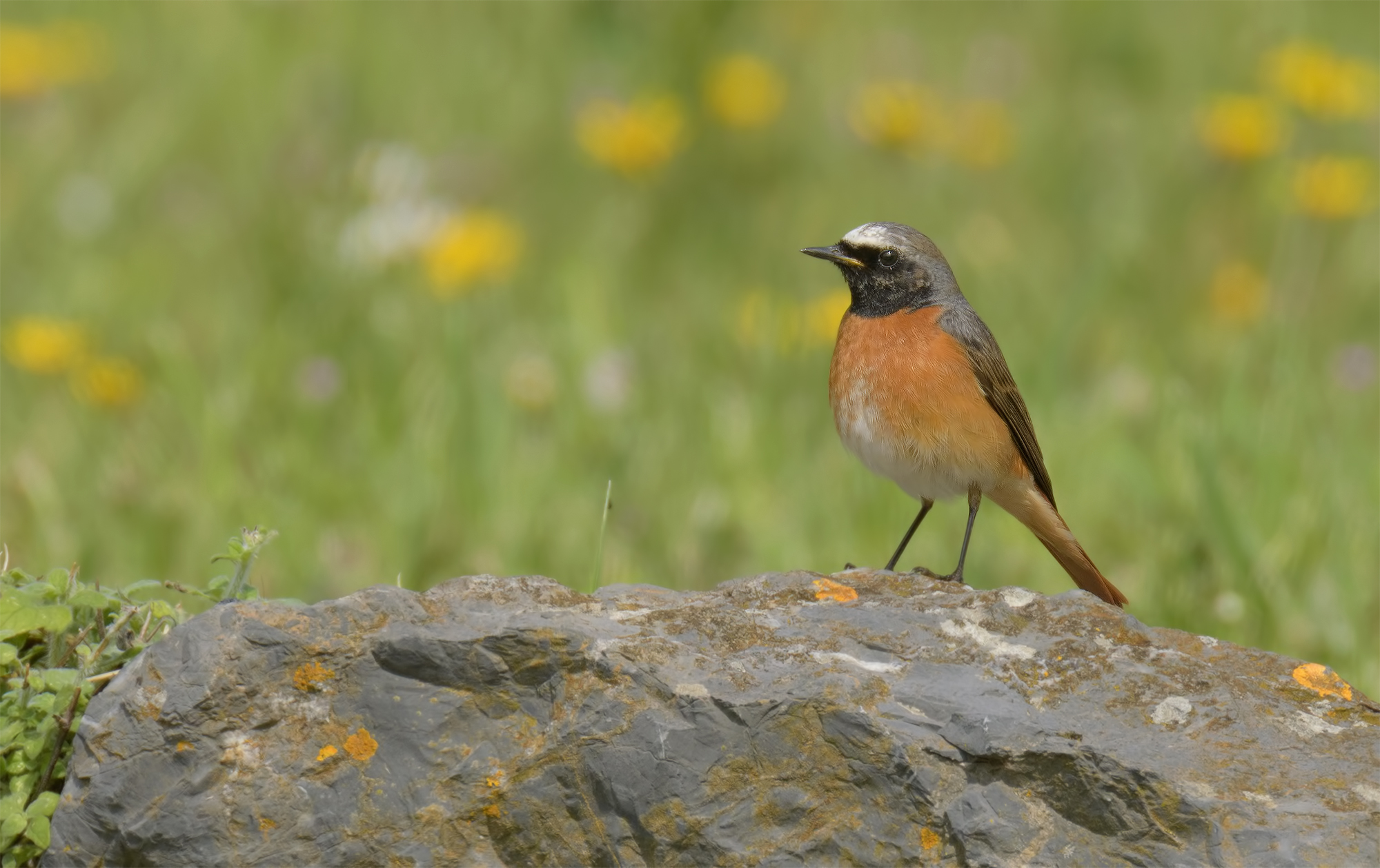 Codirosso- Montemarcello