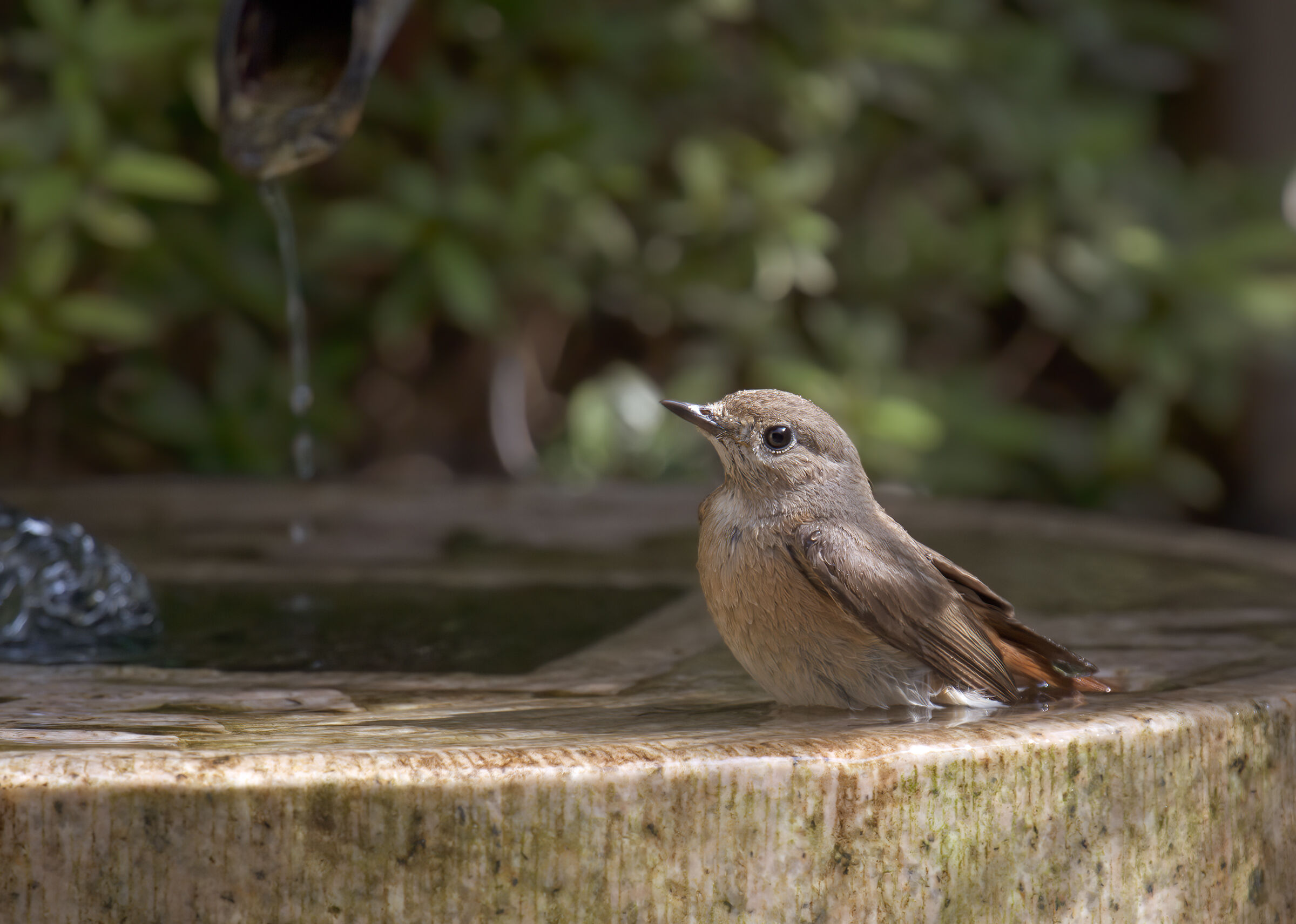 Black Redstart.