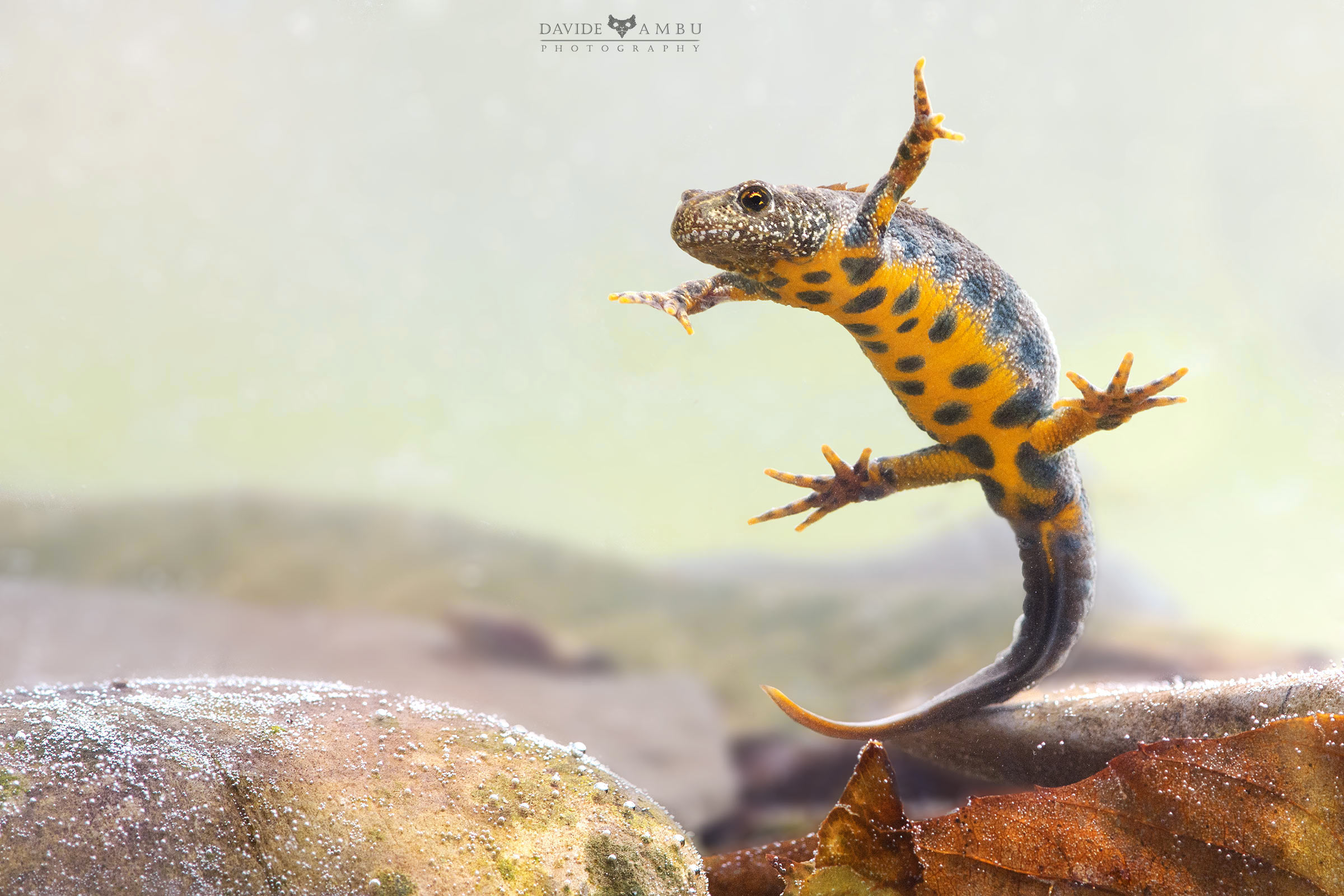 Italian crestate Newt