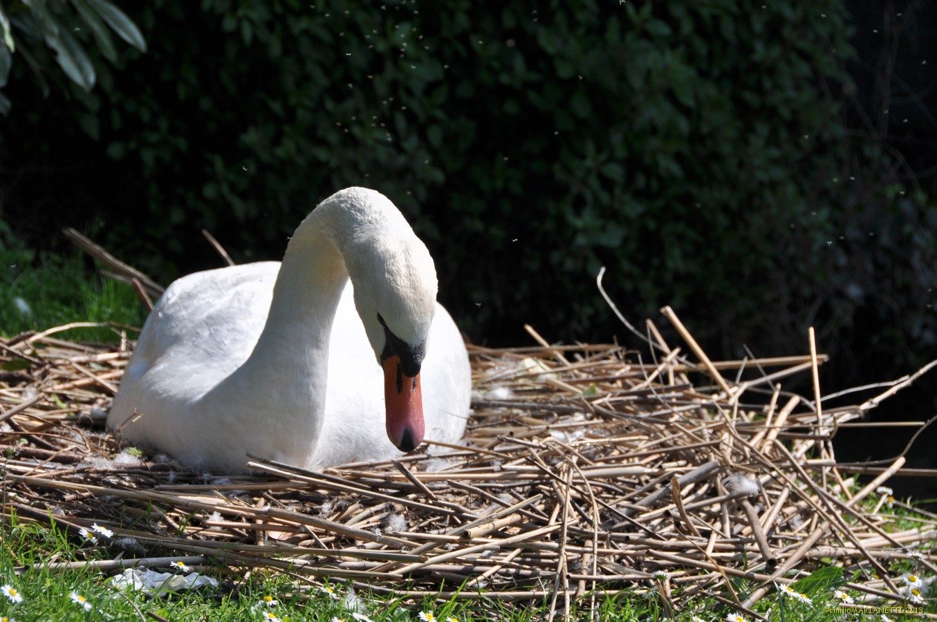 Cigno - Lago di Garda
