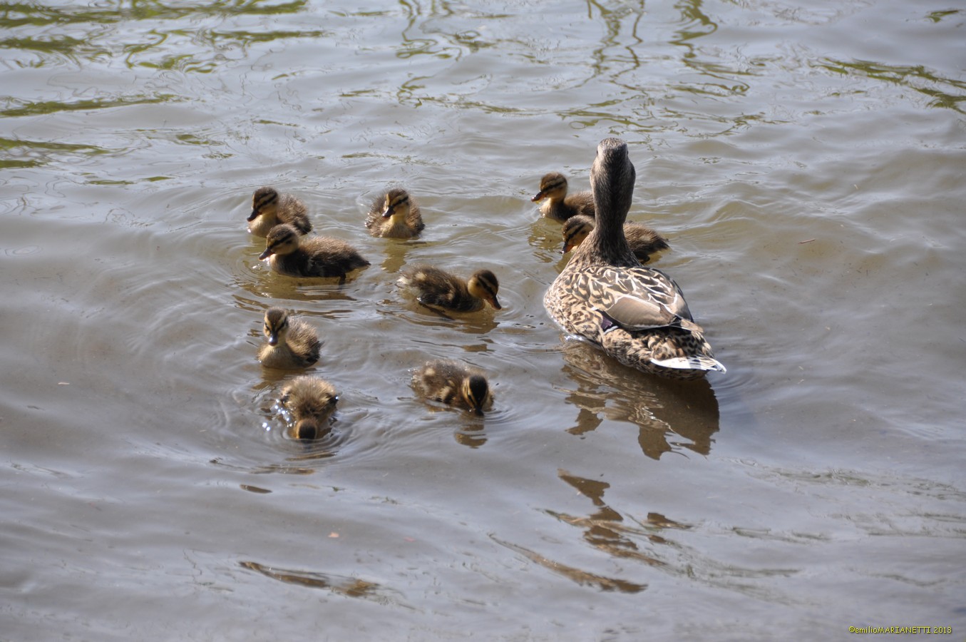 Germani - Lago di Garda