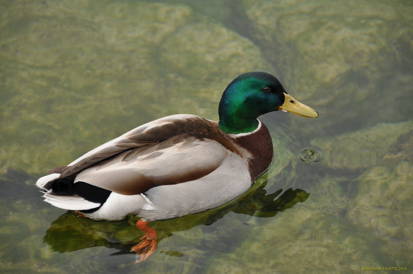 Germano-Lake Garda