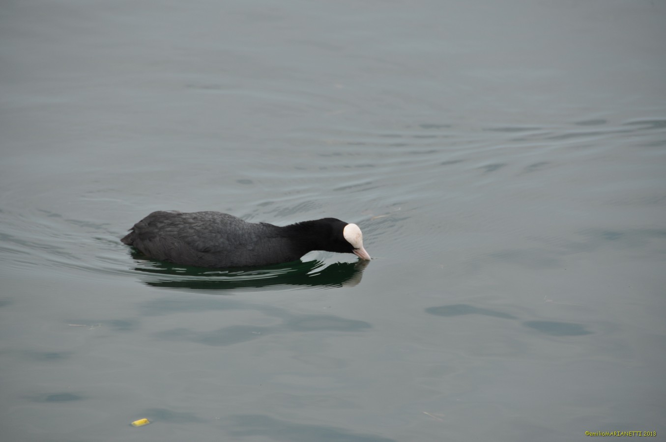 Coot-Lake Garda