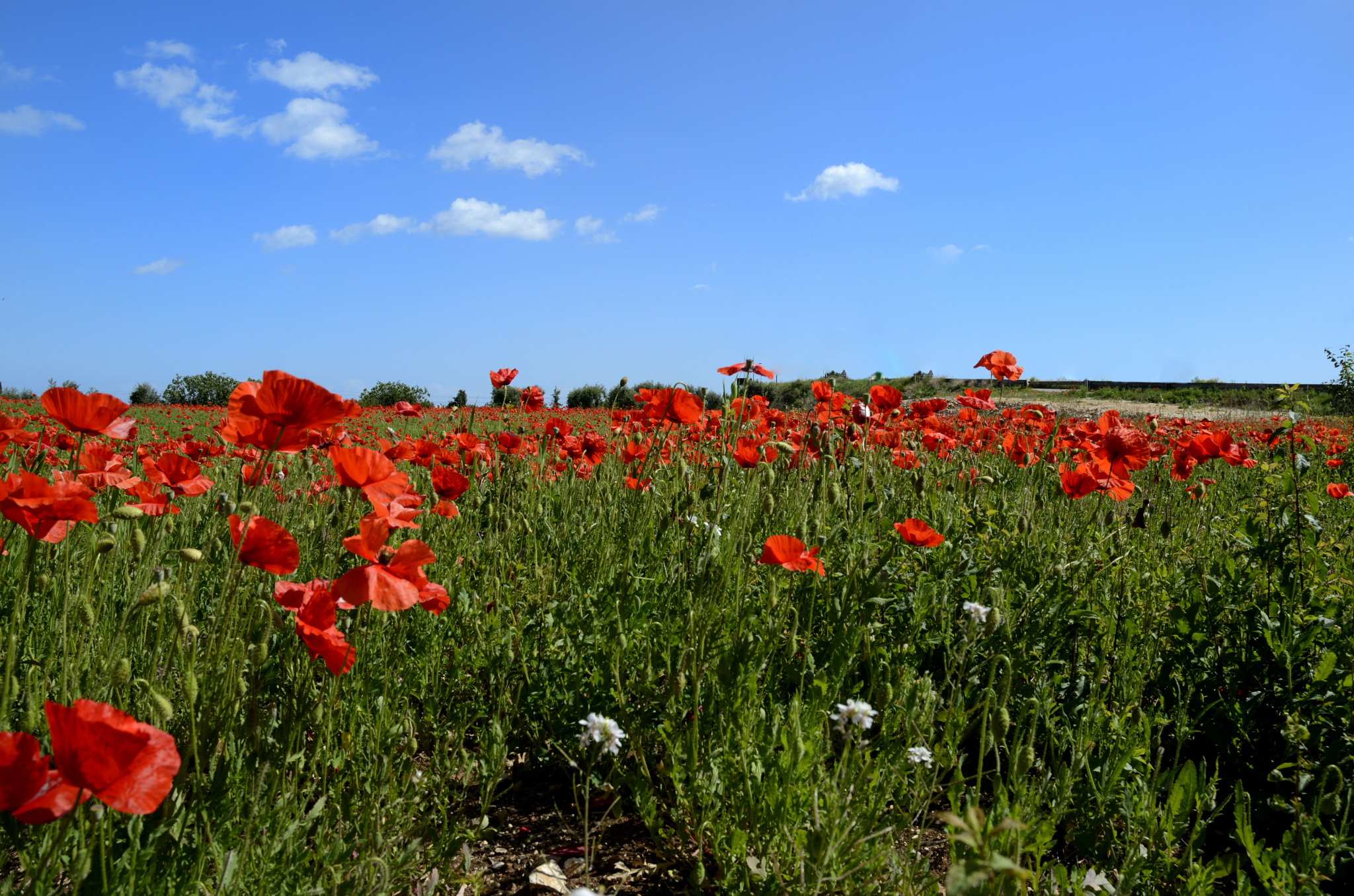 Poppy field