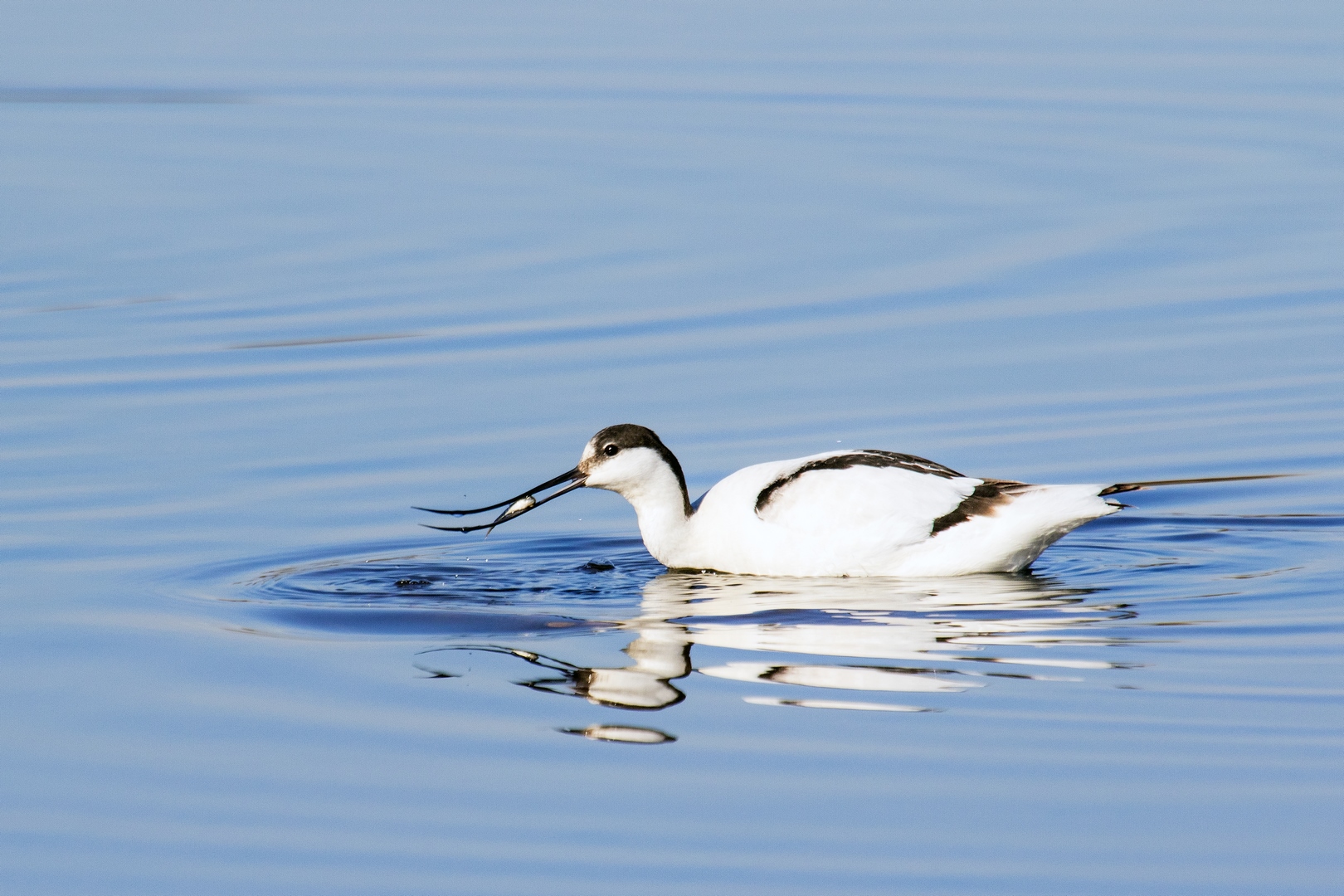 avocetta