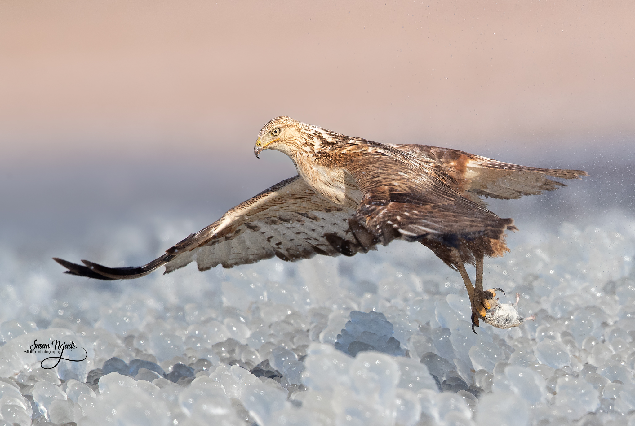 buzzard