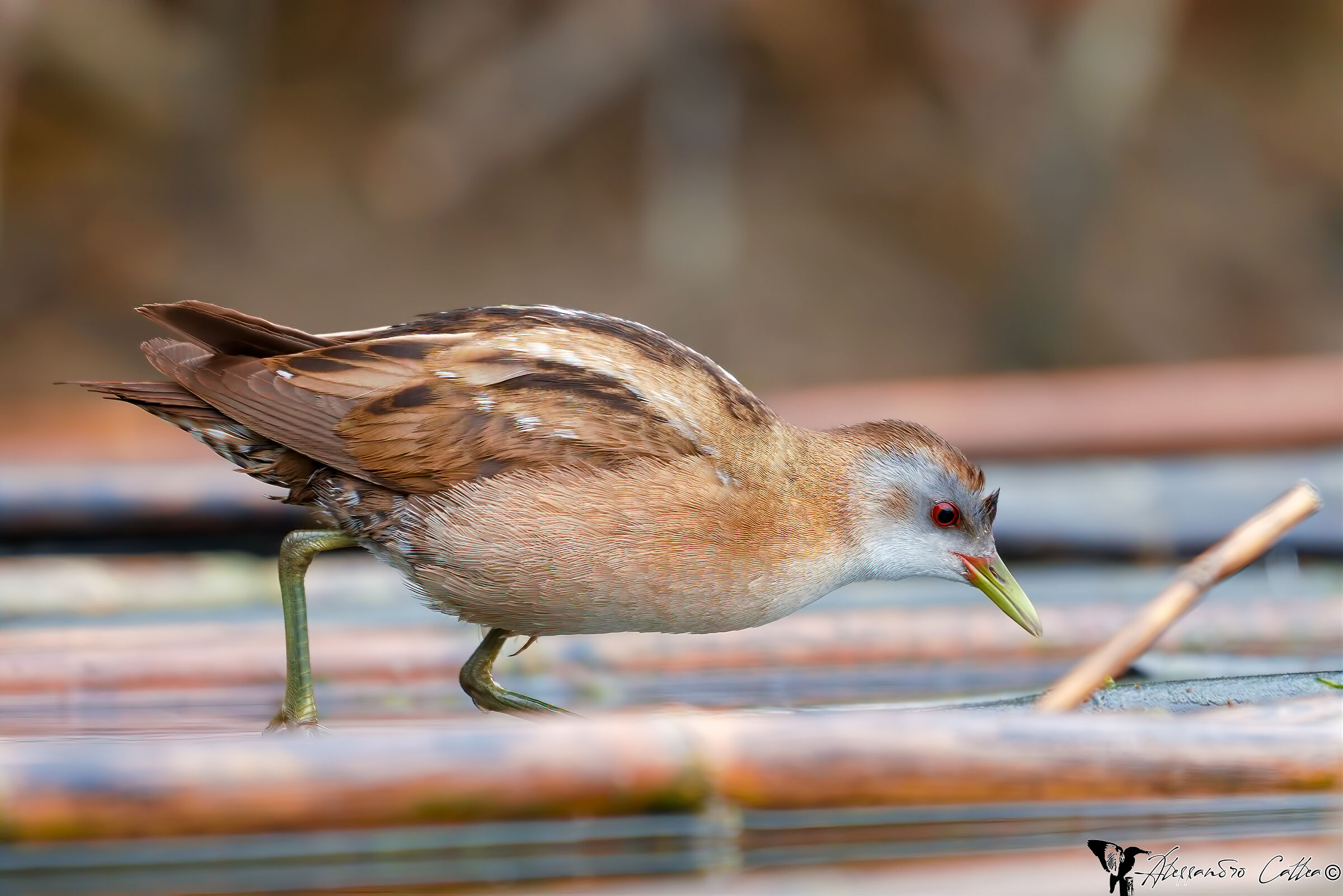 Alla continua ricerca di cibo...
