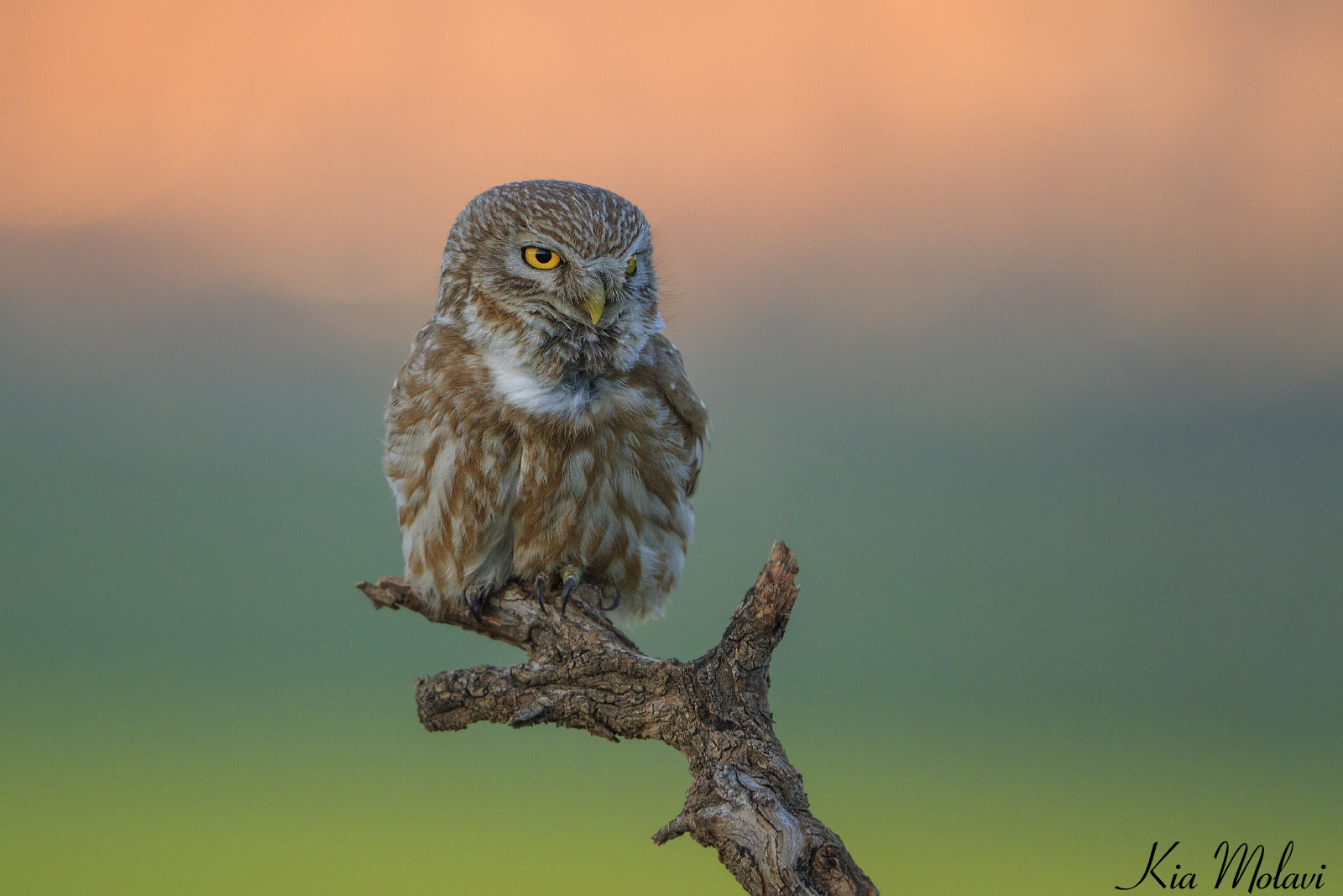 little owl