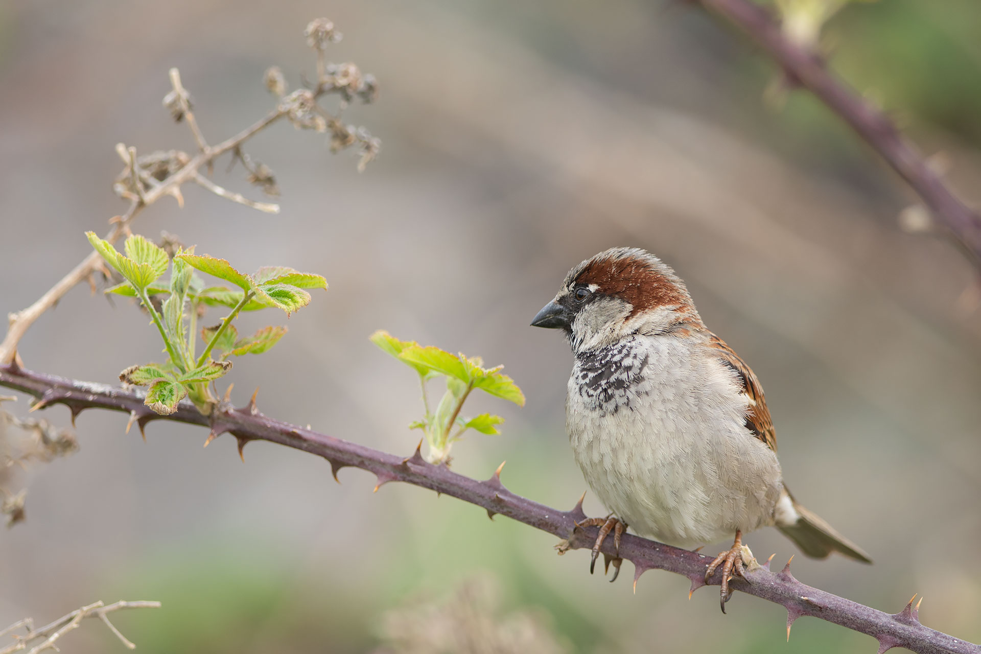 welsh sparrow