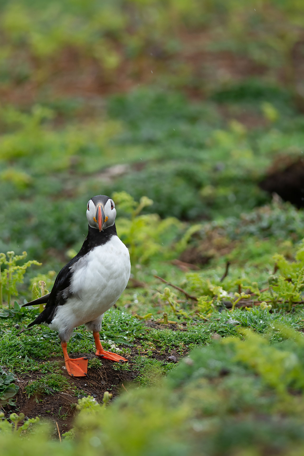 puffin portrait