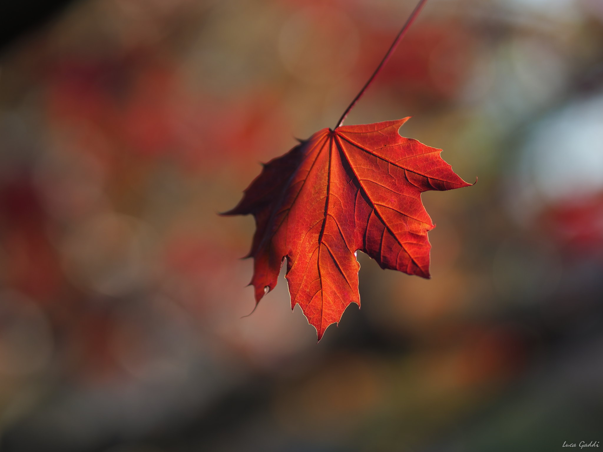Red leaf of the evening