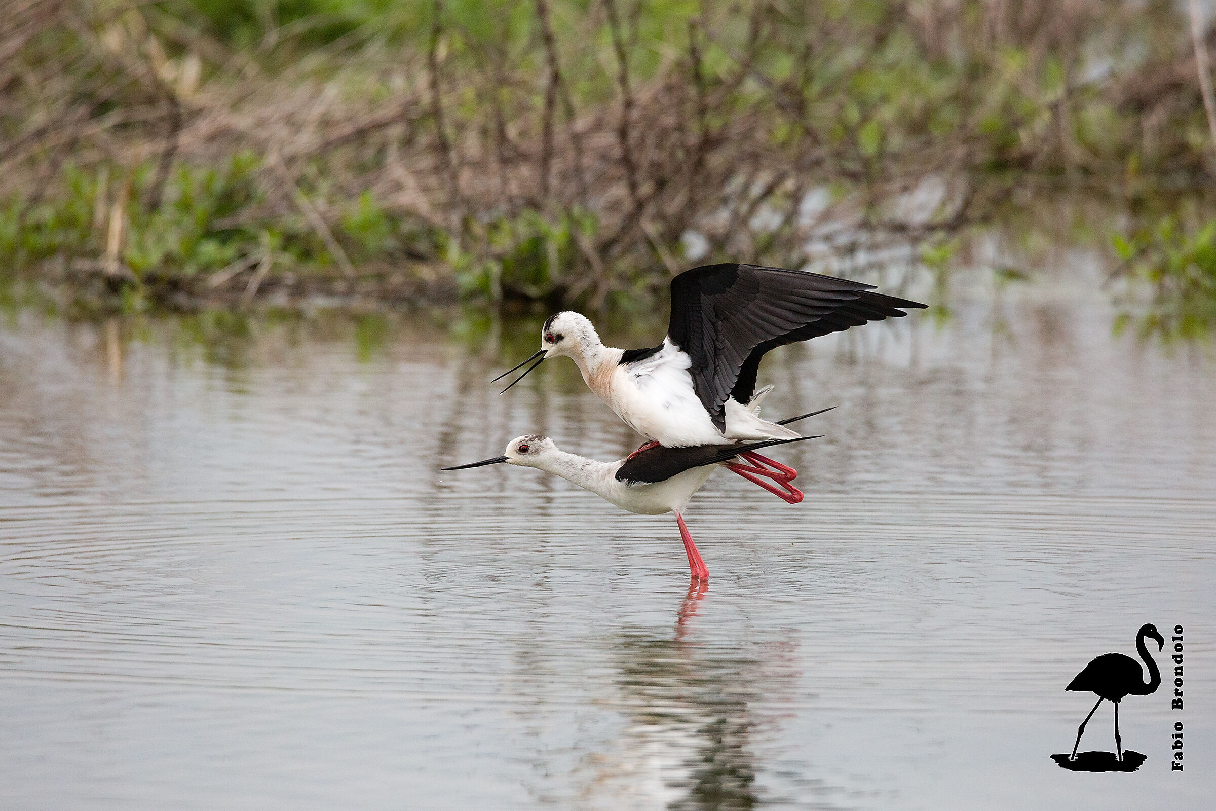 Knights of Italy-mating