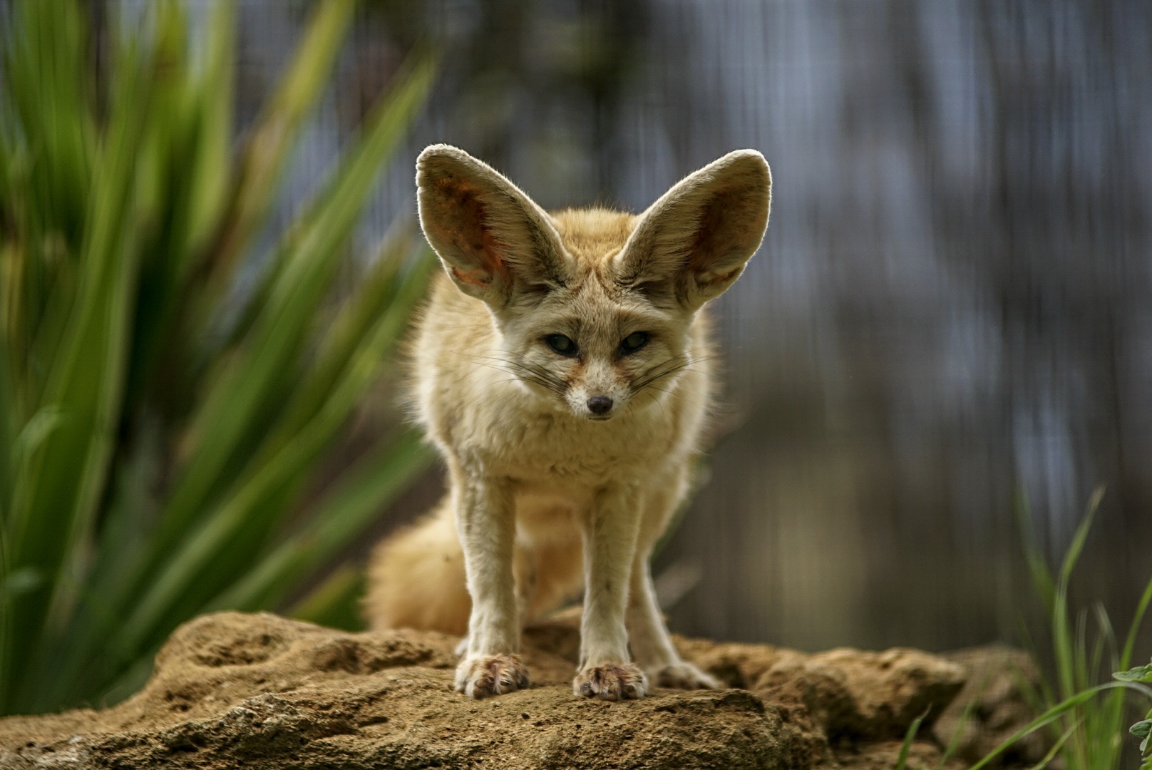 Fennec