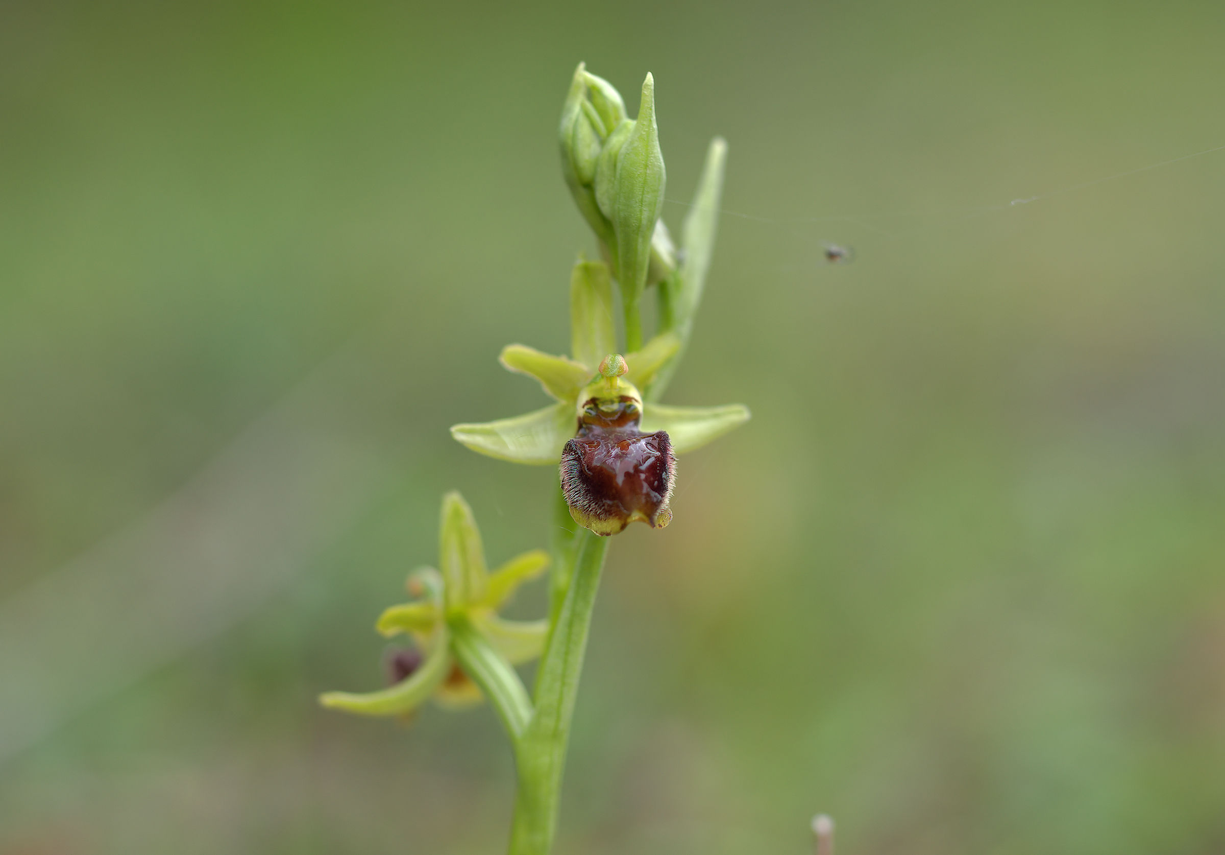 Ophrys sphegoides