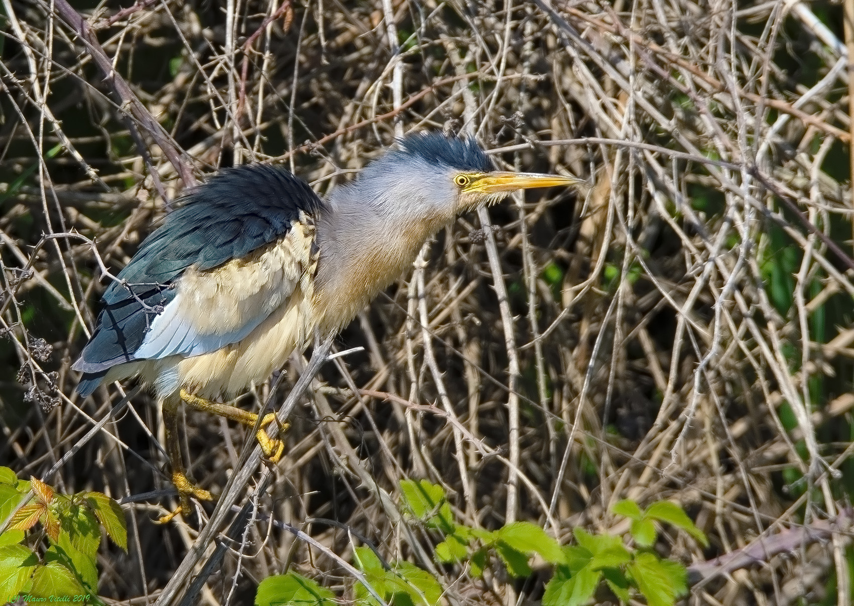 Bittern (Ixobrychus minutus)