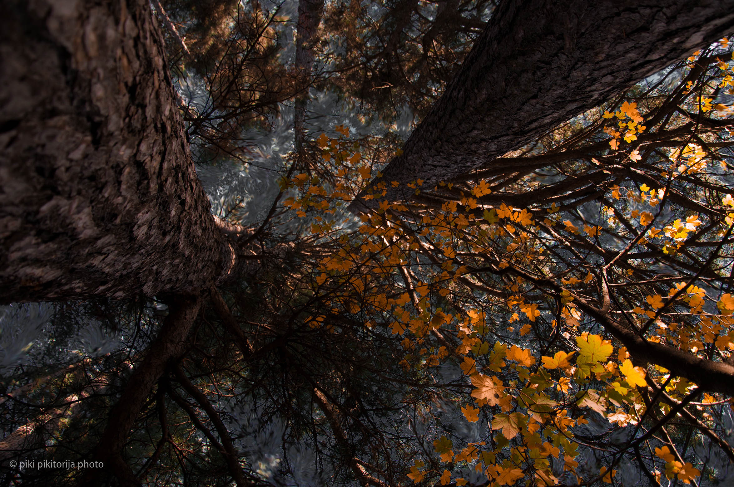 Foreste nella montagna