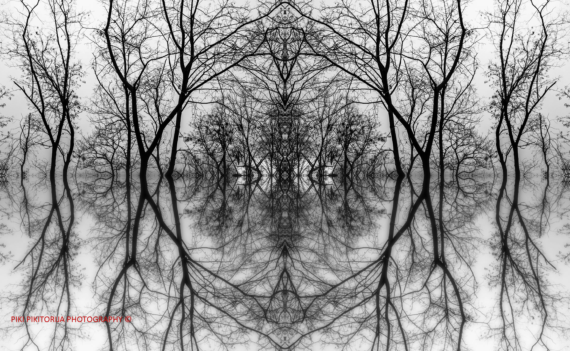 Foreste nella montagna