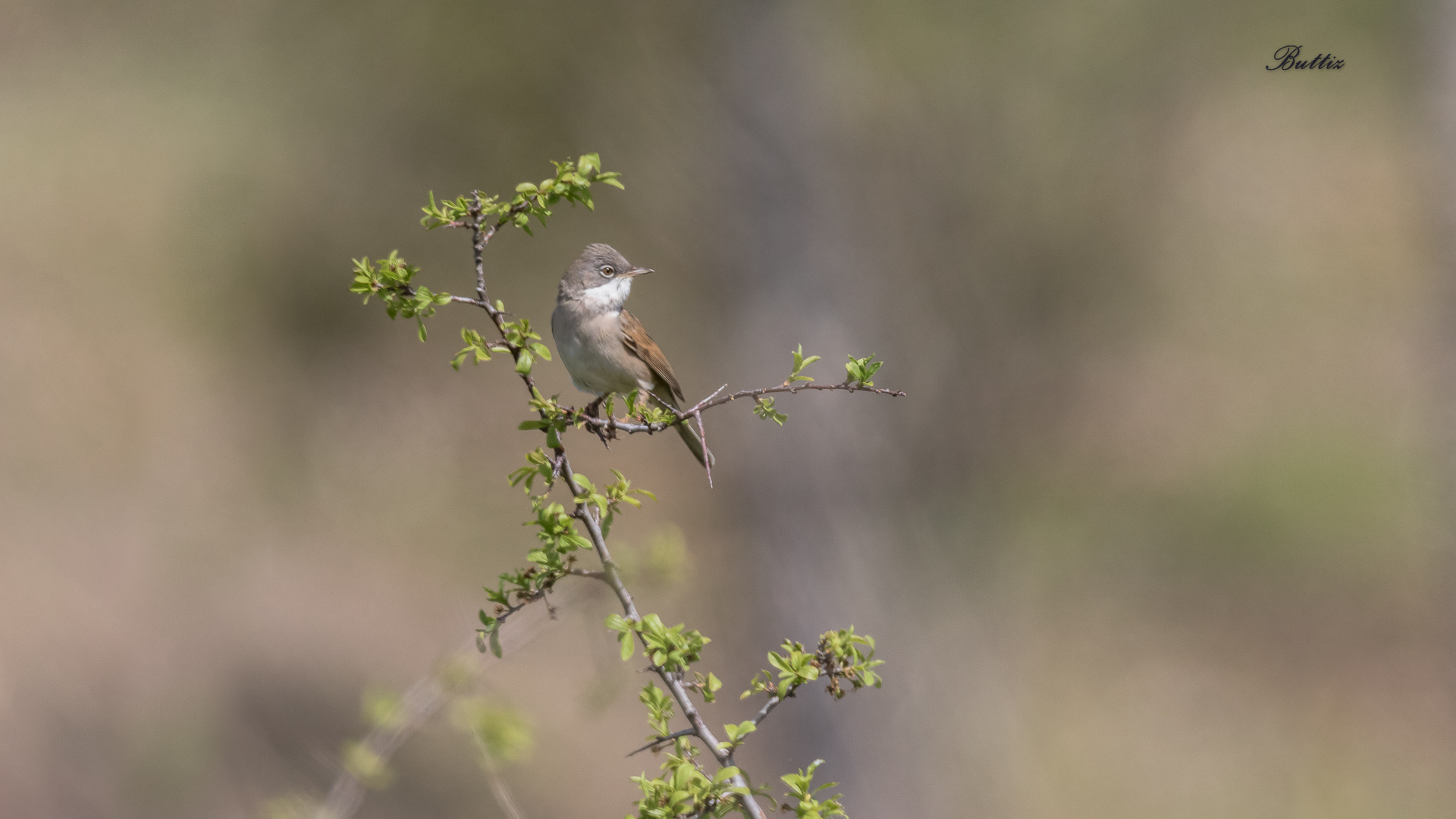 Whitethroat