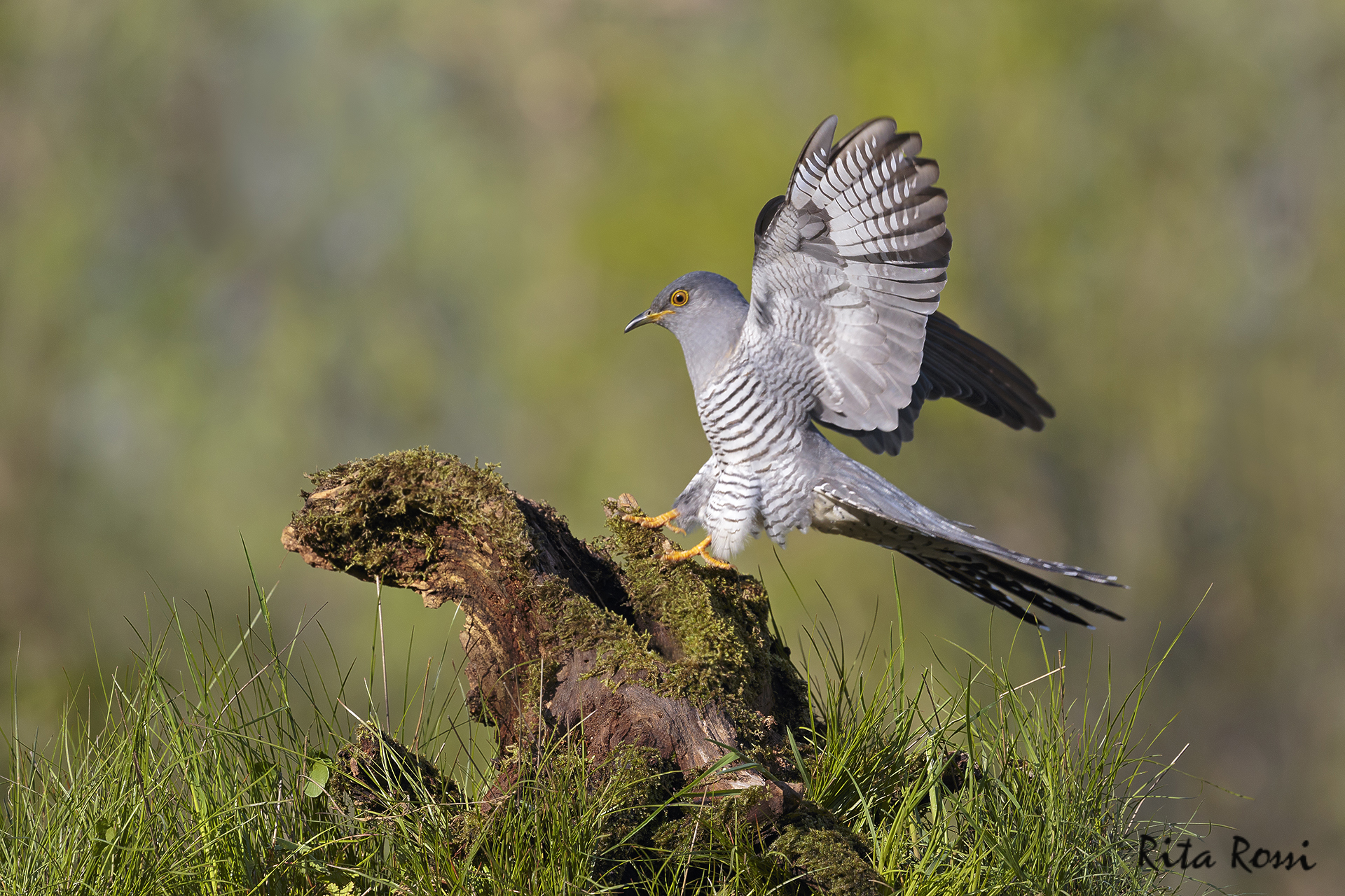 Cuckoo on landing